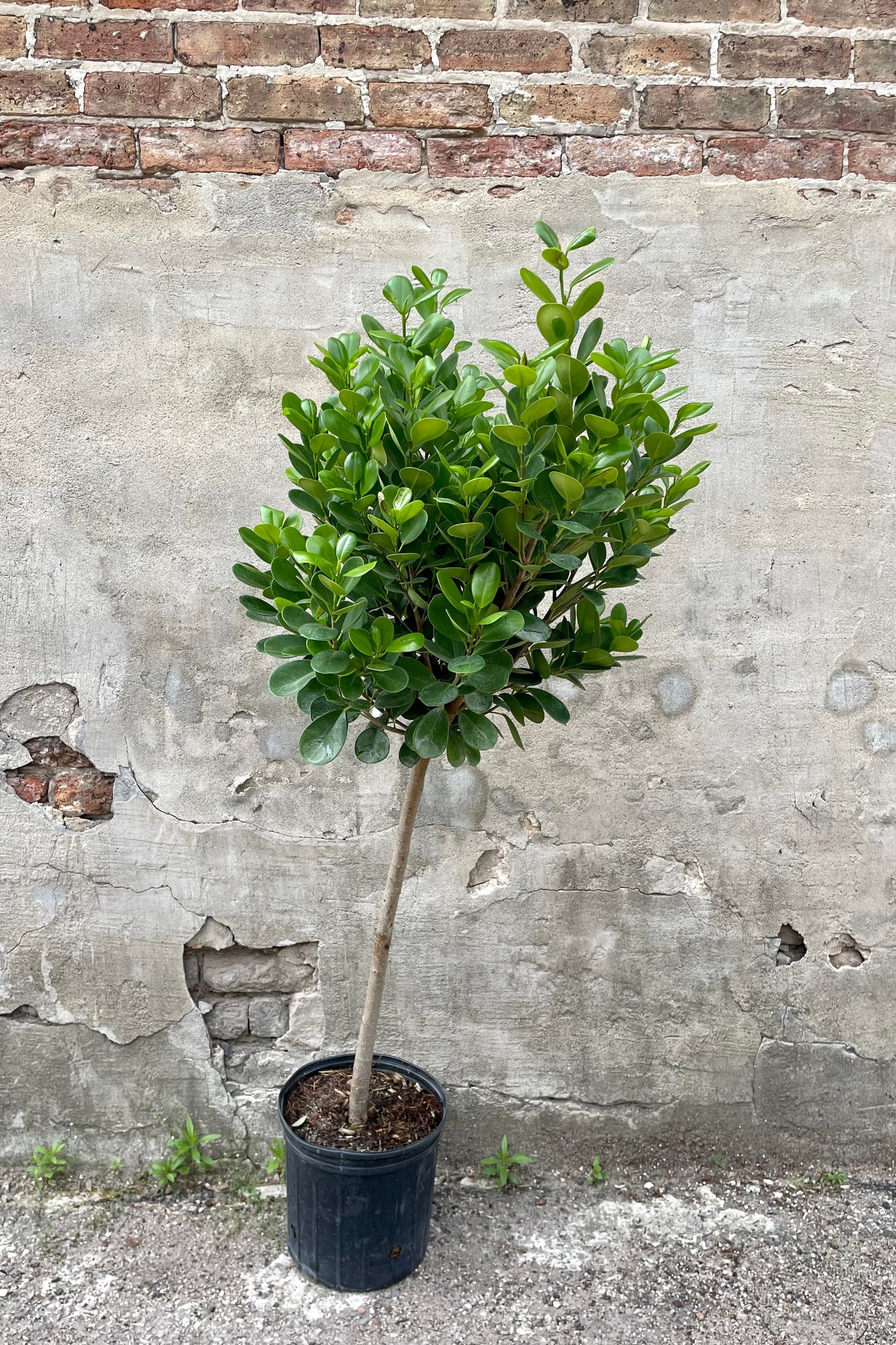 Ficus benjamina 'Daniella' 10" black growers pot with lush green leaves against a grey wall