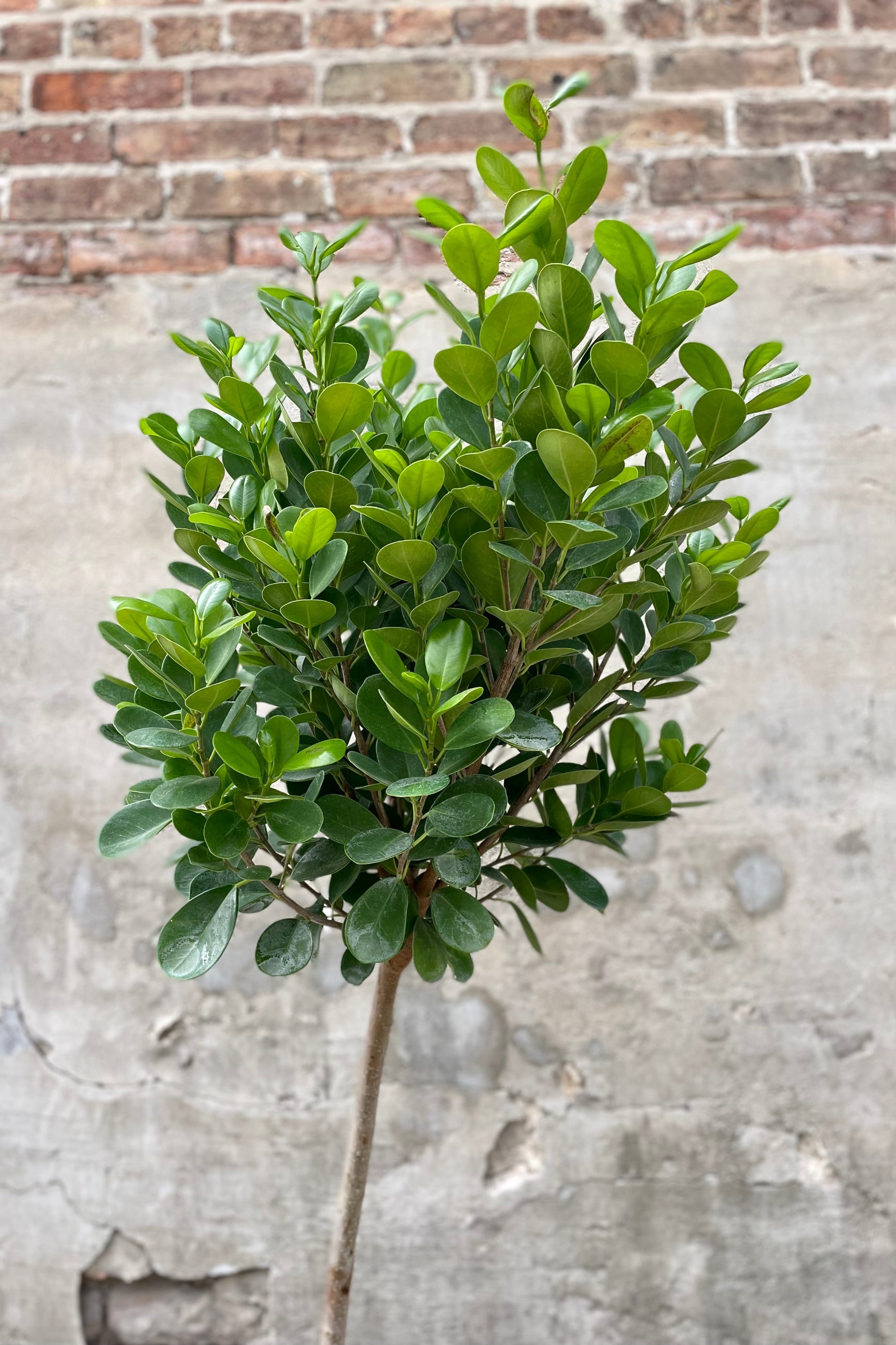 detail of Ficus benjamina 'Daniella' 10" with lush green leaves against a grey wall