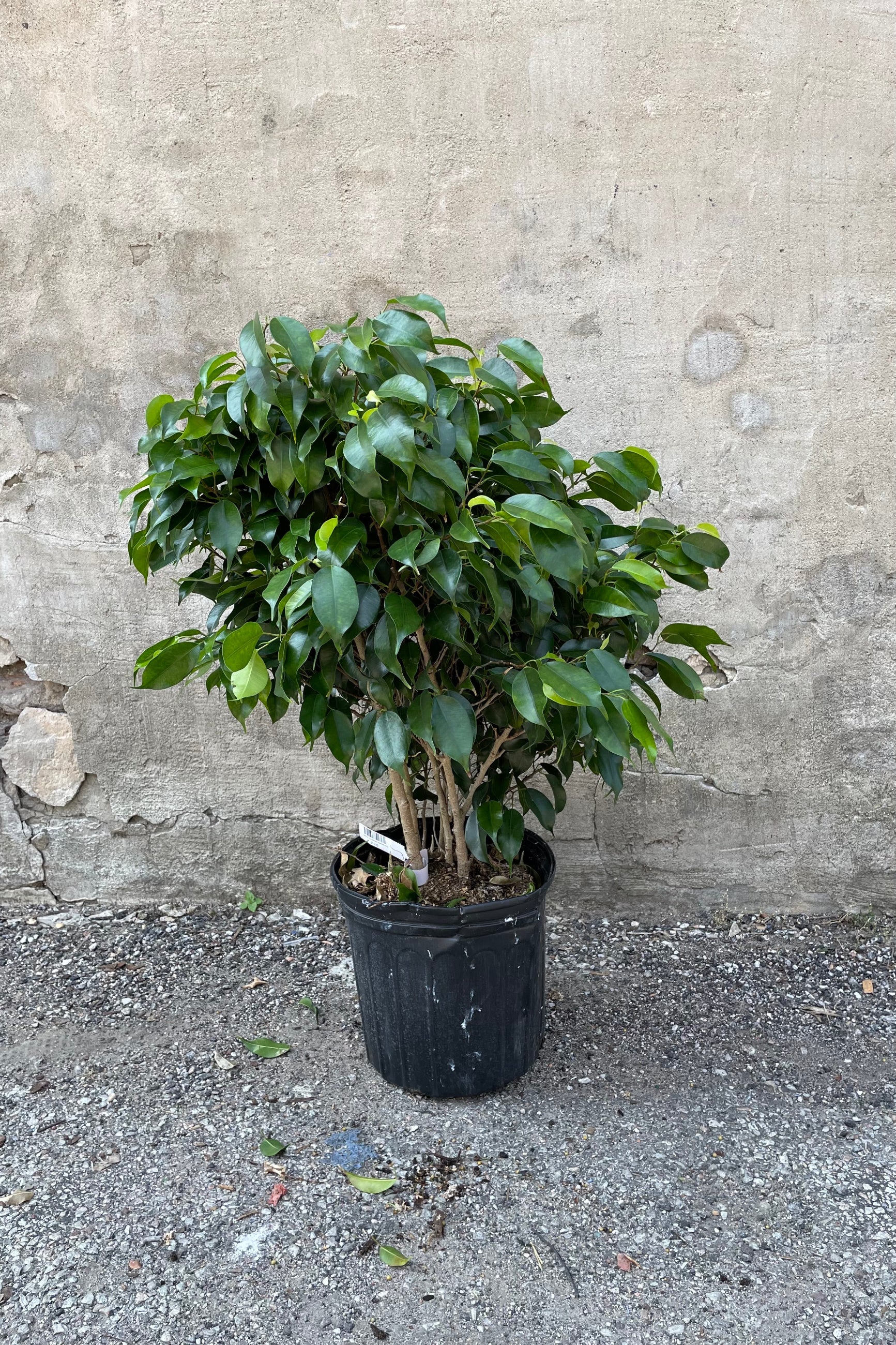 Ficus benjamina 'Midnight' in a 10" growers pot against a grey wall. 