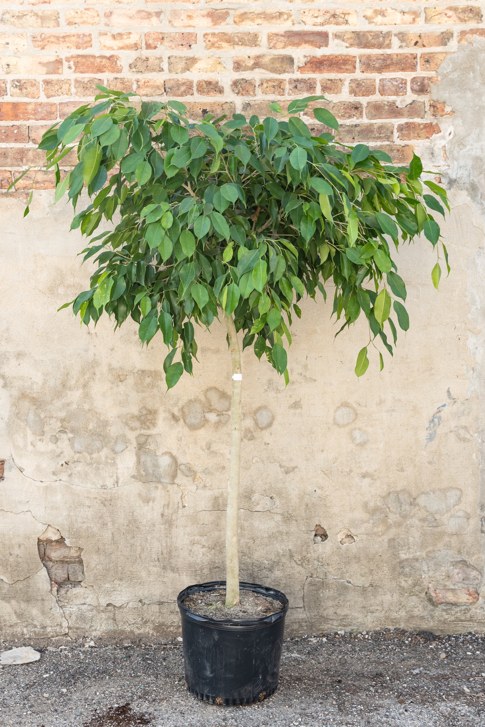 Ficus benjamina nuda standard form 14"