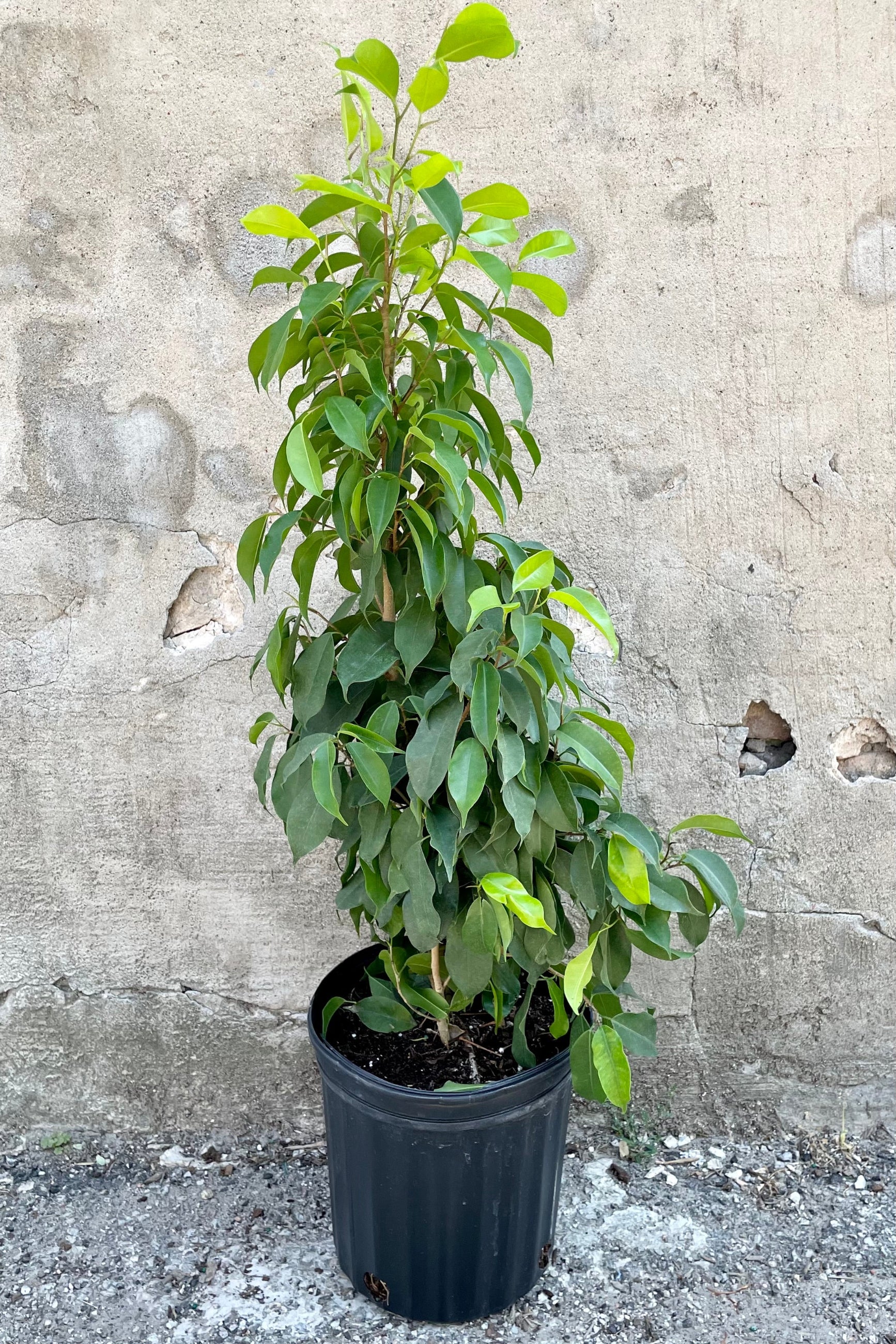 Ficus benjaminia 'Spire' in an 8" growers pot showing its upright column form and green leaves against a concrete wall at Sprout-home.