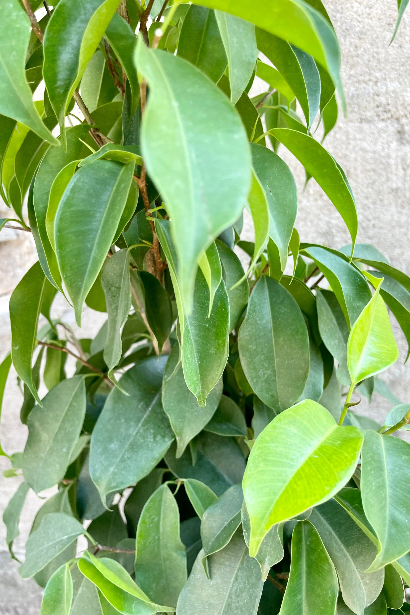 The glossy green ovate leaves of the Ficus 'Spire' at Sprout-home.