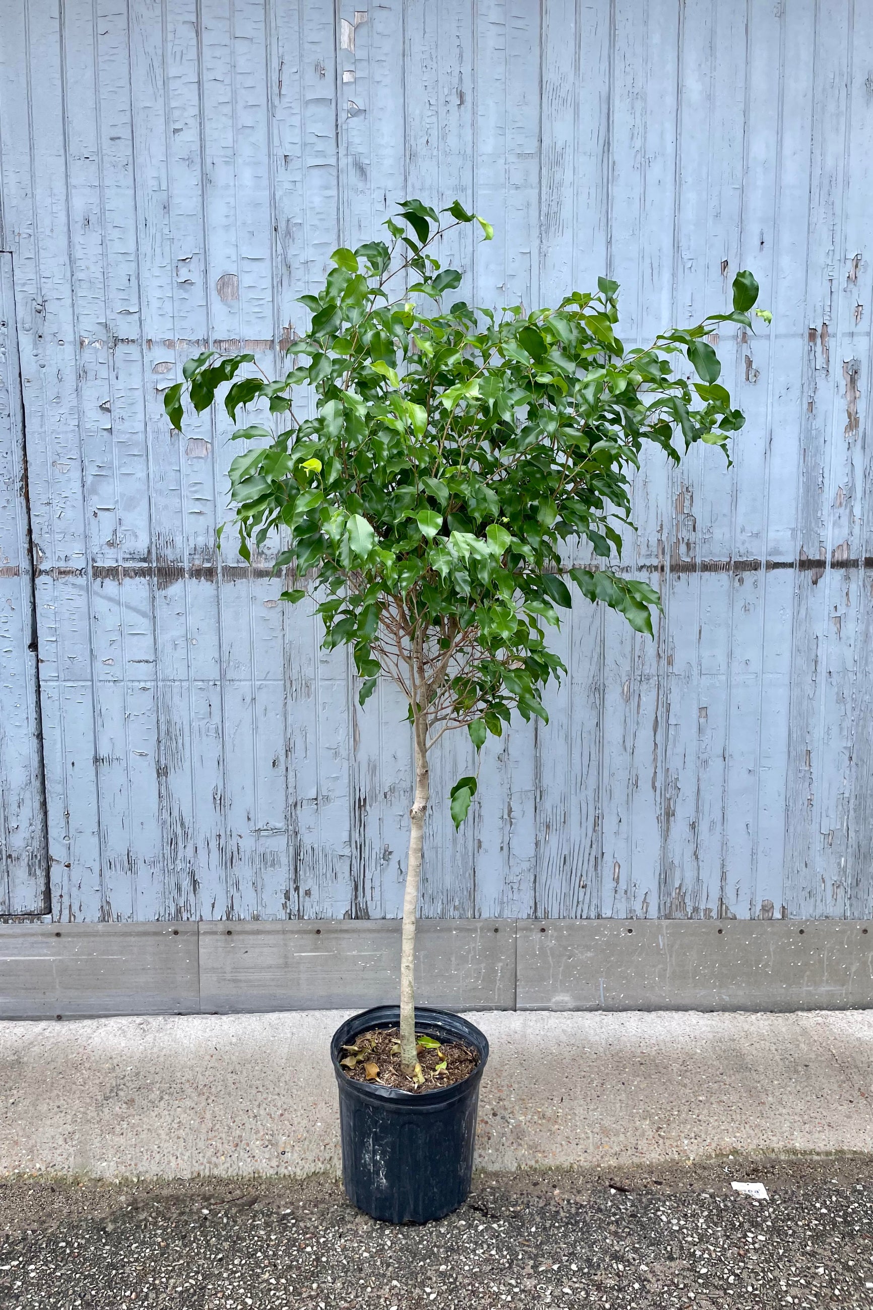 The Ficus benjamina "Wintergreen" sits in its 10 inch growers pot against a blueish grey backdrop.