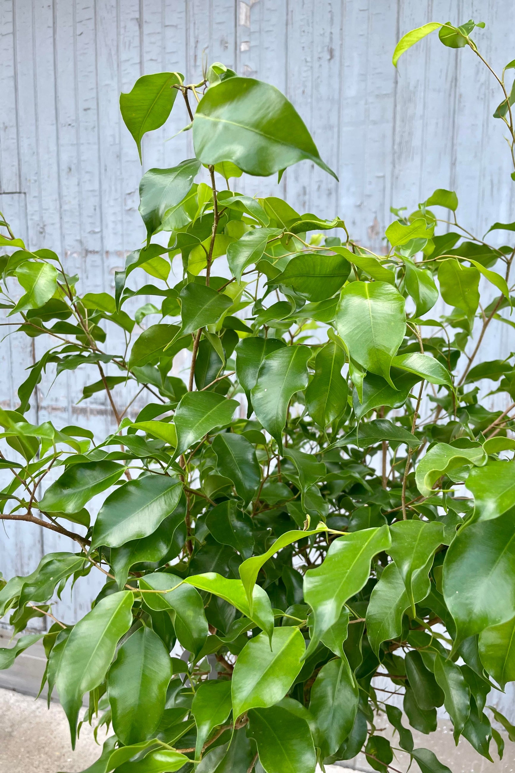 A glimpse at the Ficus benjamina "Wintergreen" foliage. 