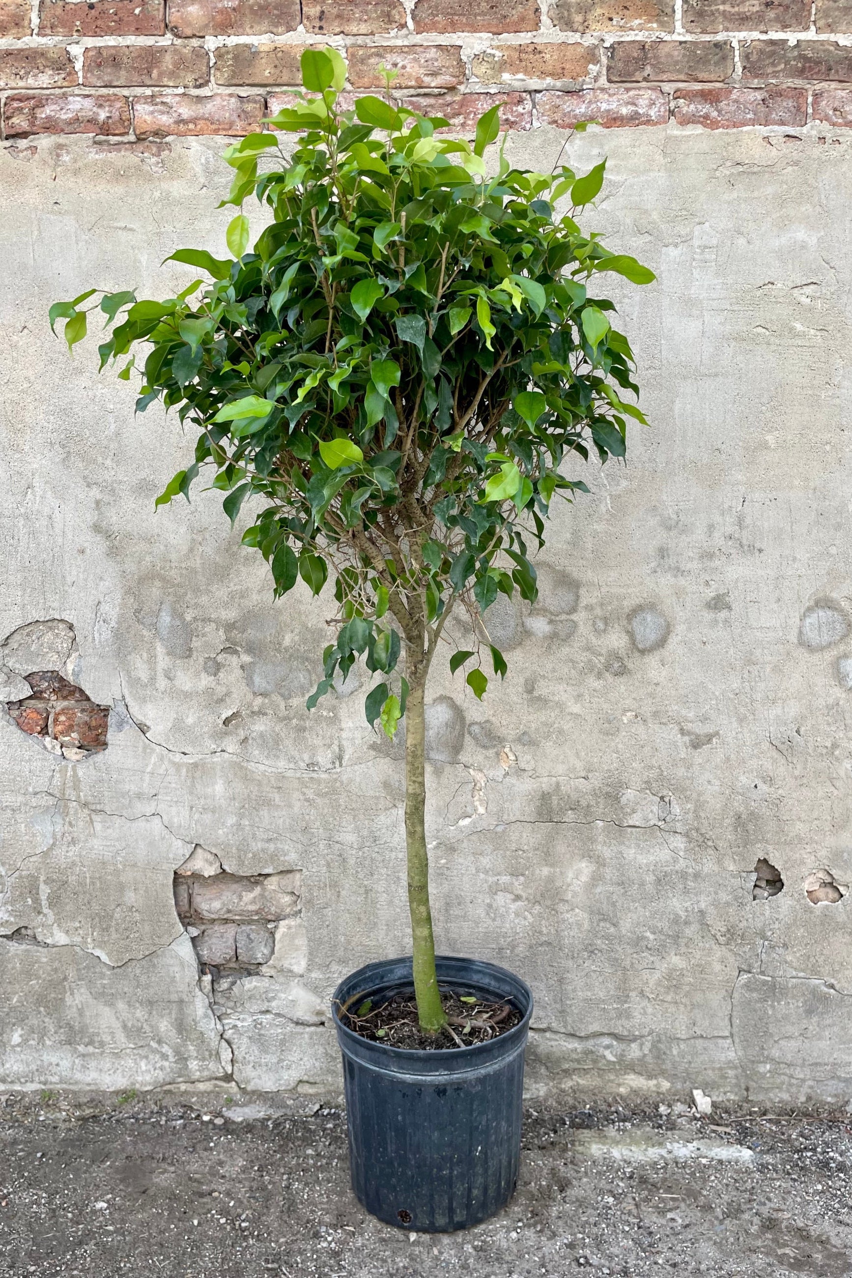 Ficus benjamina 12" black growers pot with green tree leaves against a grey wall. 