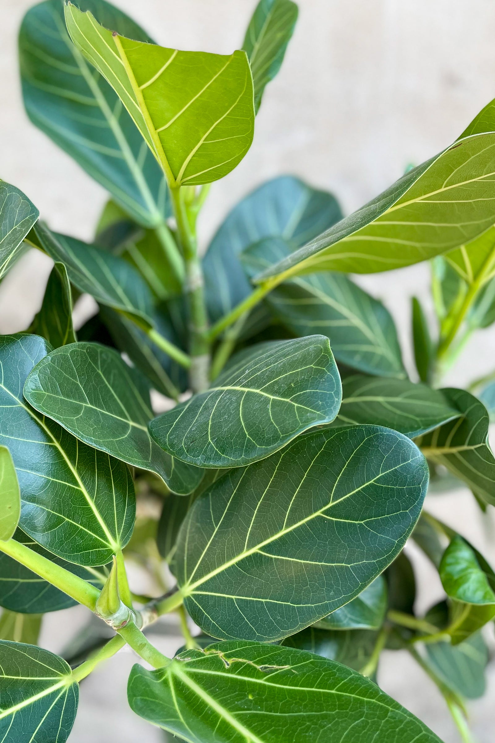 Close up of Ficus benghalensis 'Audrey' foliage