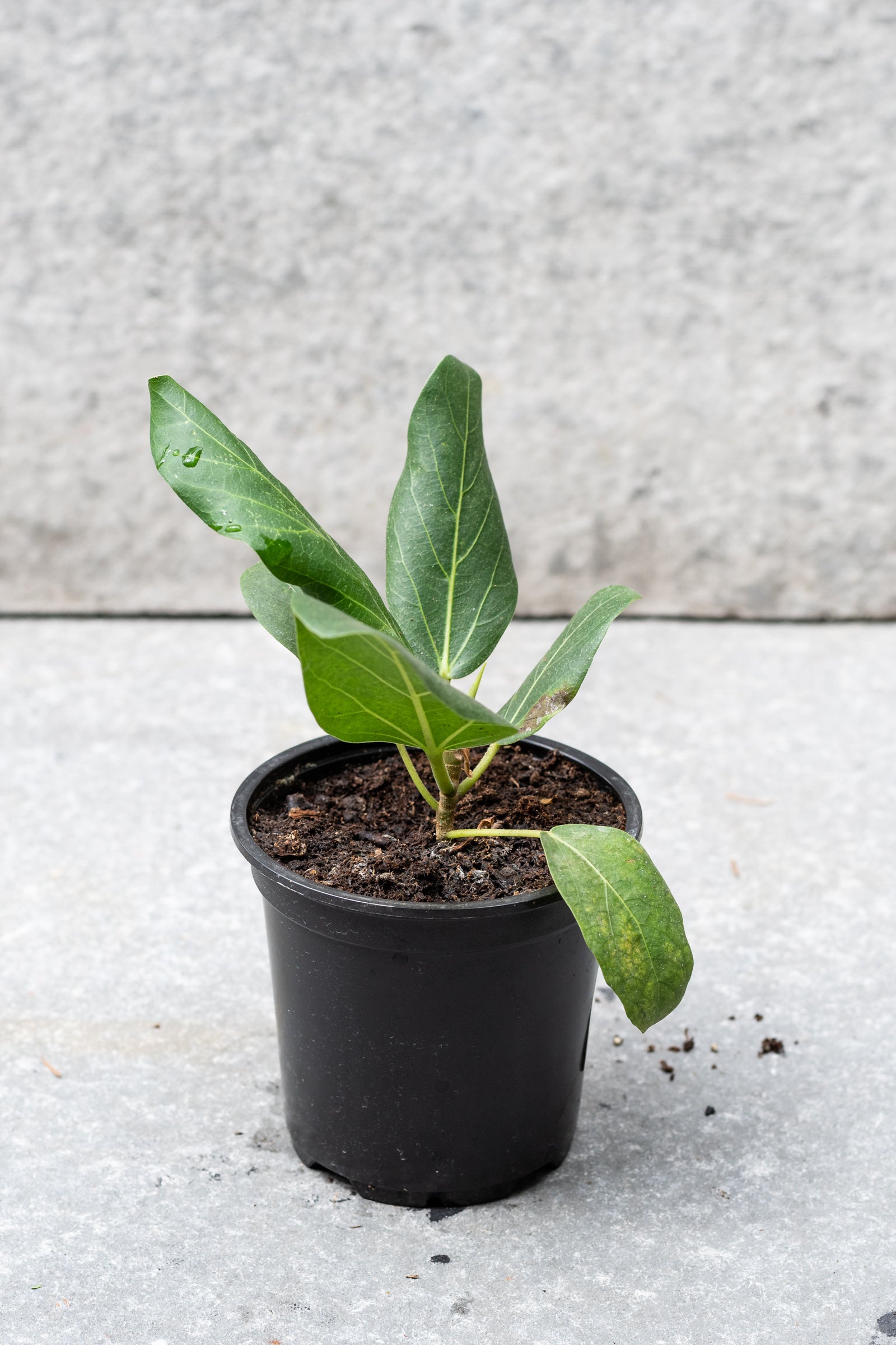 Ficus benghalensis 'Audrey' 4"