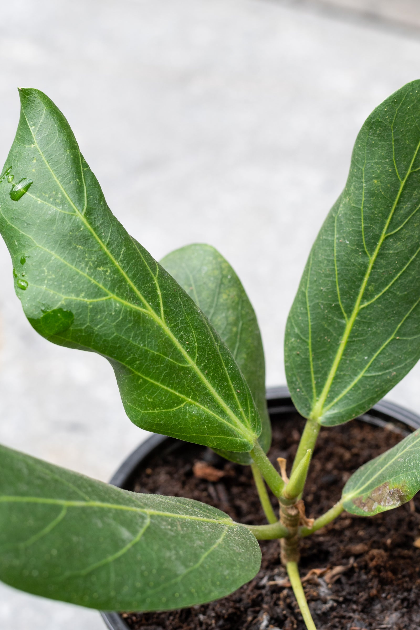 Ficus benghalensis 'Audrey' 4"