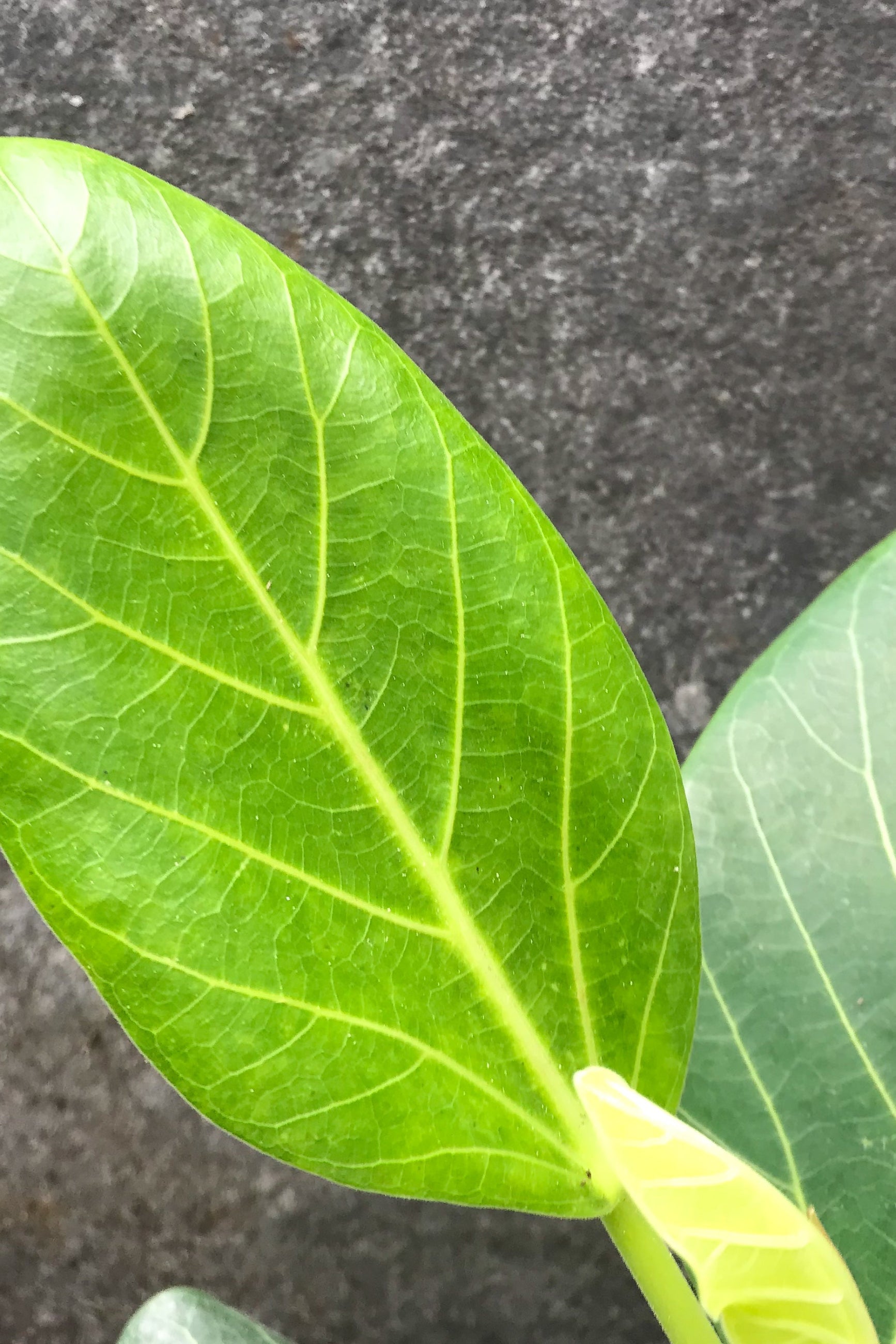 Ficus benghalensis 'Audrey' 6"