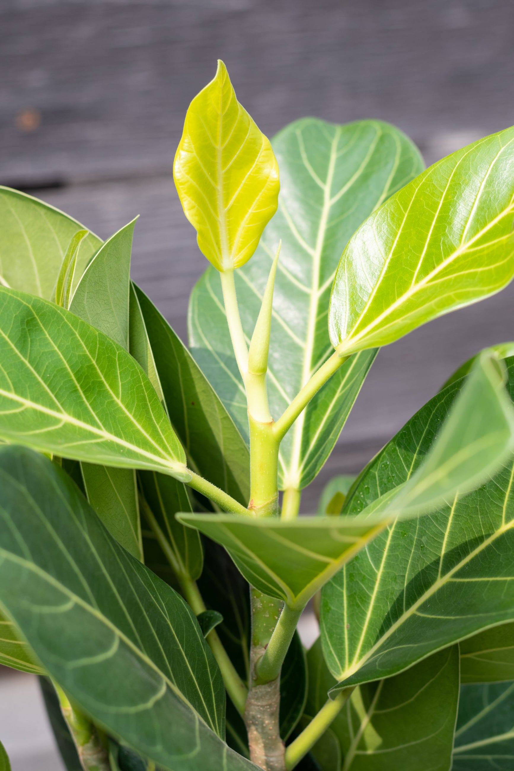 Ficus benghalensis 'Audrey' 8"