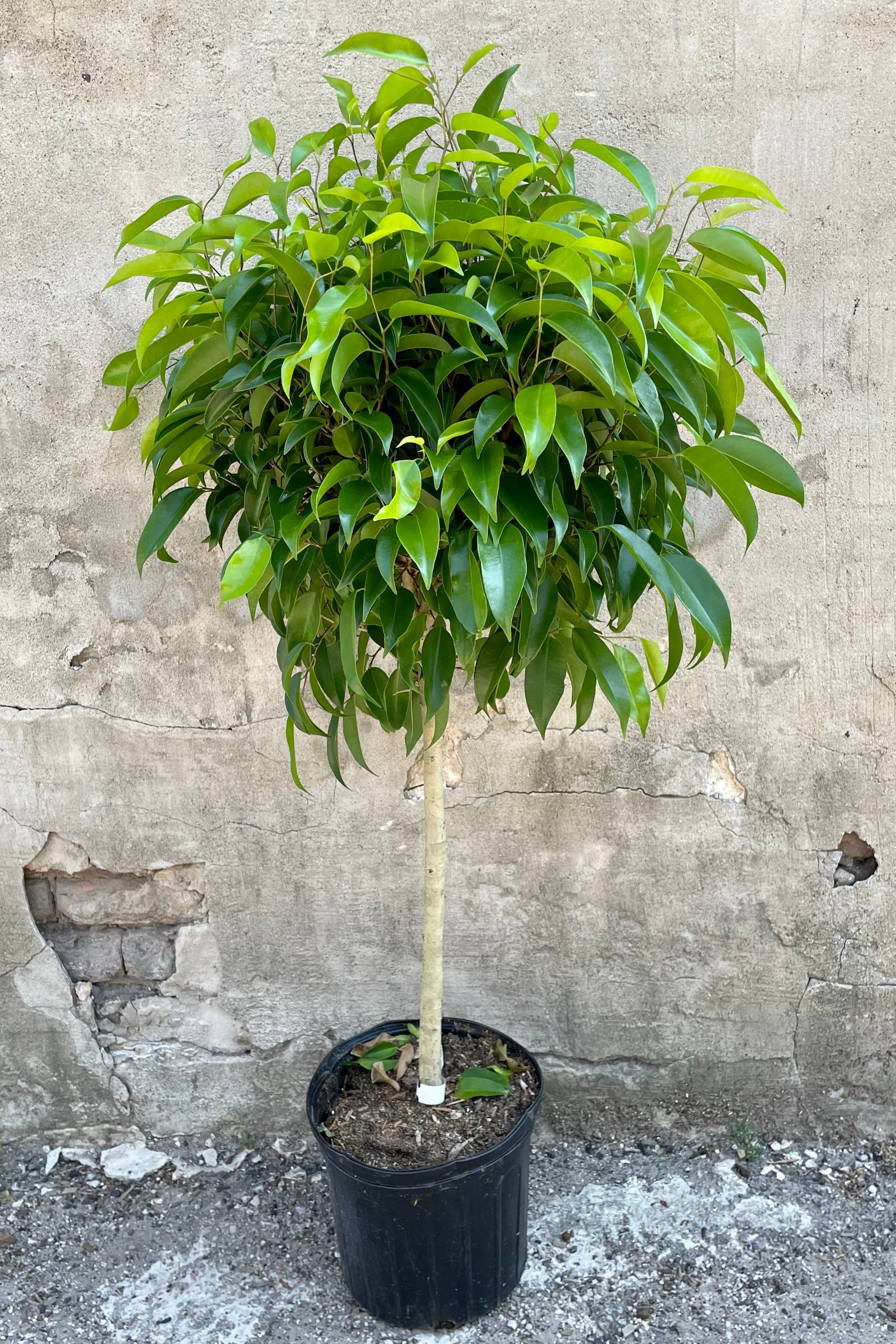 The Ficus 'Mini Amstel King' in its glory against a gray wall showing off its green ovate leaves at Sprout-home. 