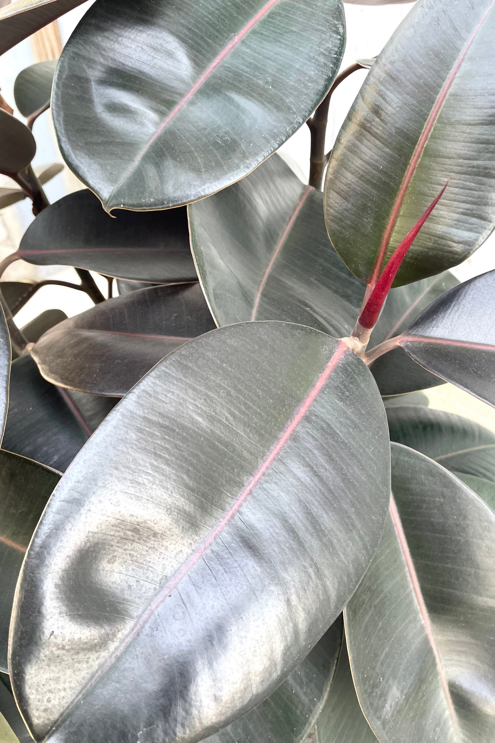 A detailed view of Ficus elastica 'Burgundy' 14" 