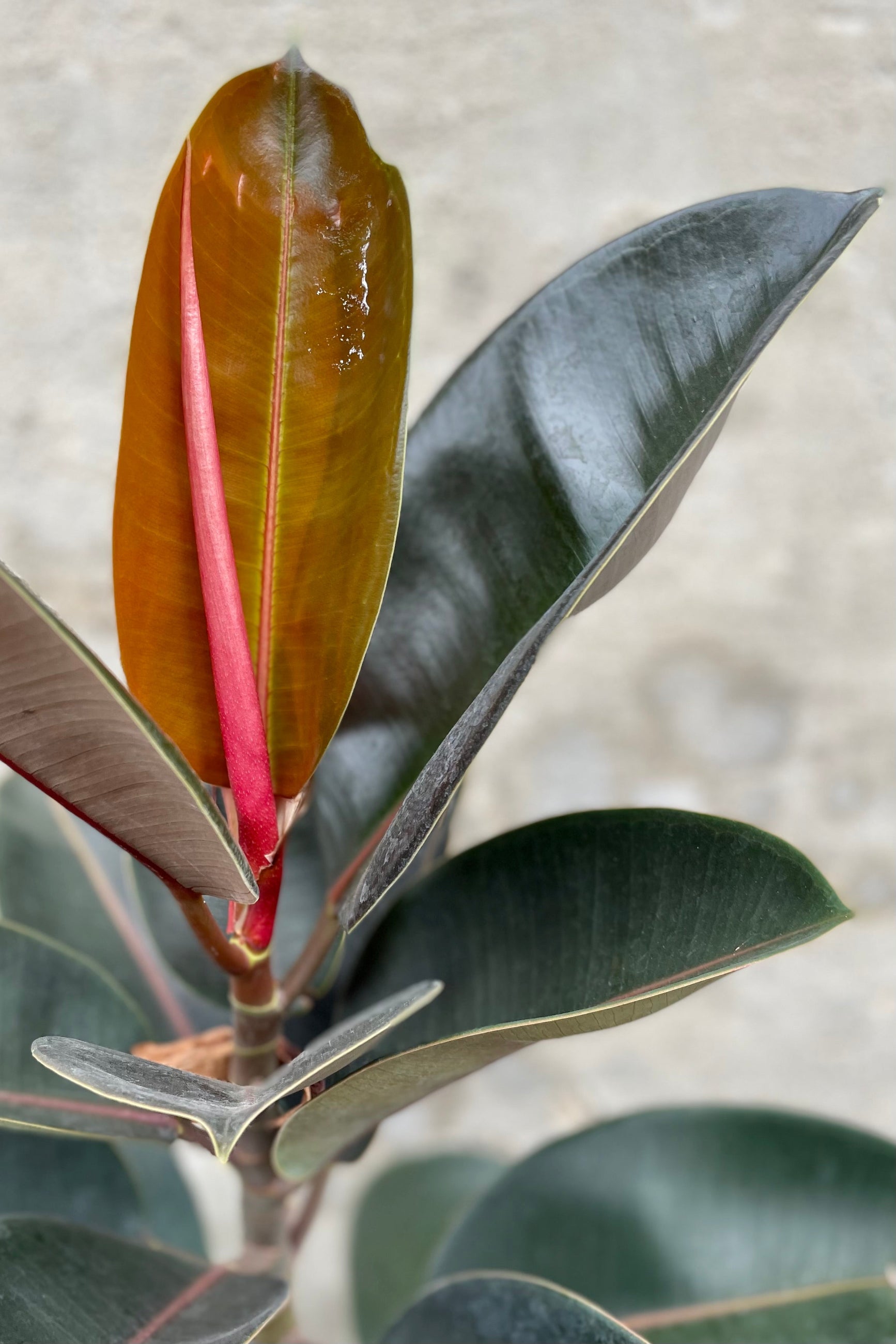 detail of Ficus elastica 'Burgundy' standard form 10" against a grey wall
