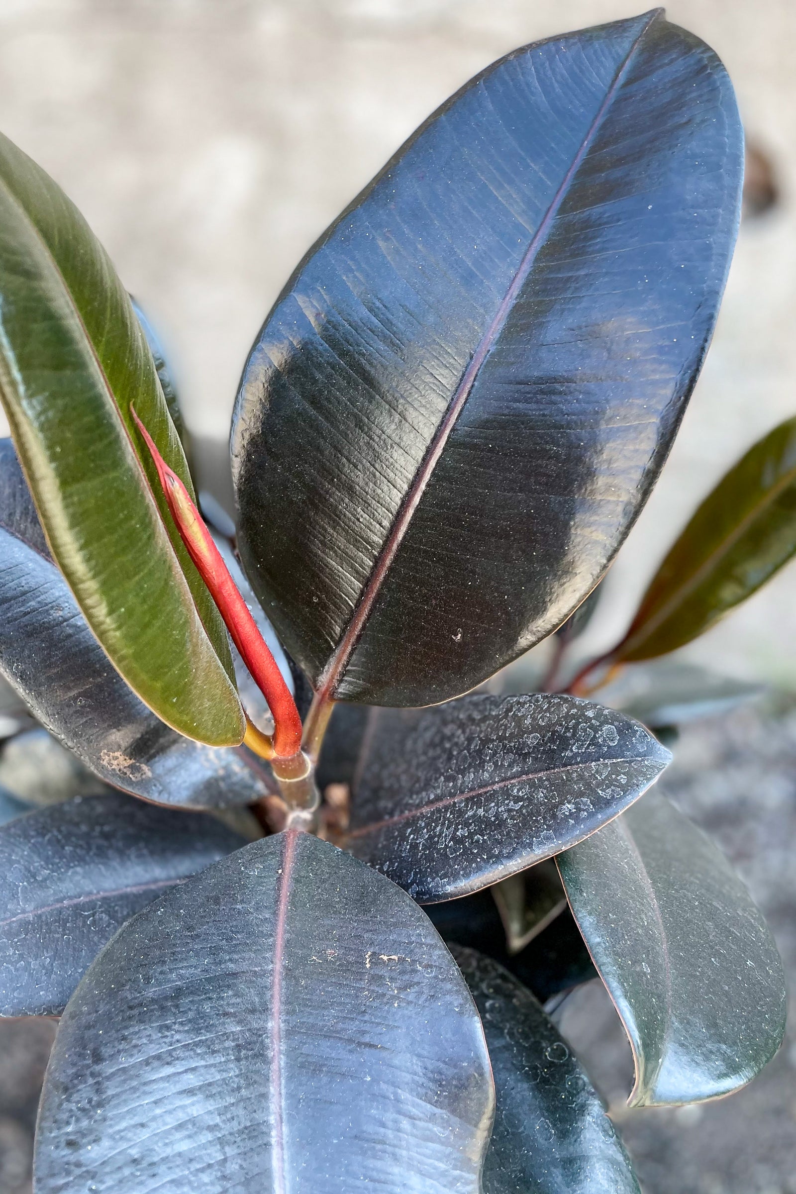 Close up of Ficus elastica 'Burgundy' foliage