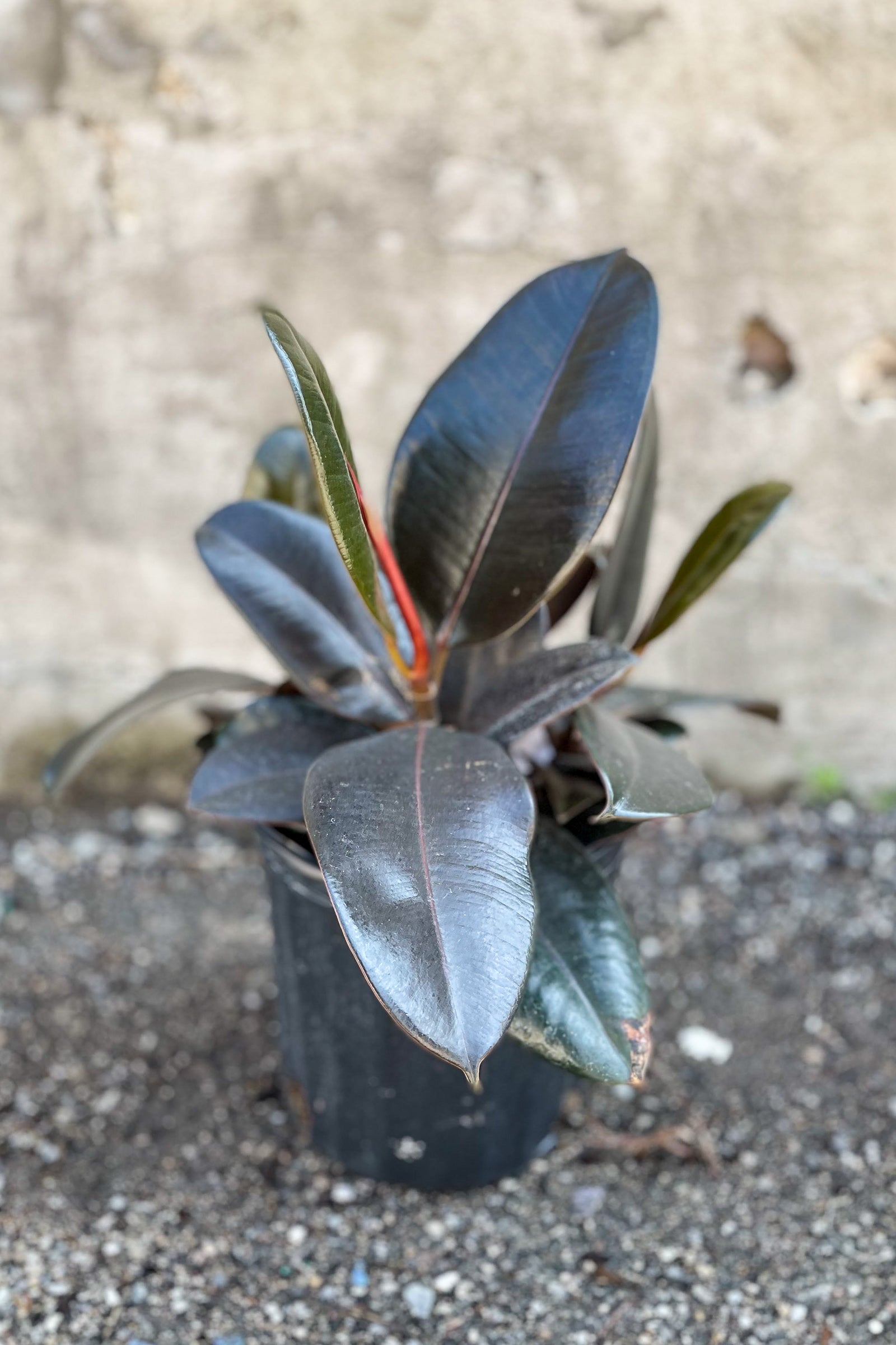 Ficus elastica 'Burgundy' 8" in front of concrete wall