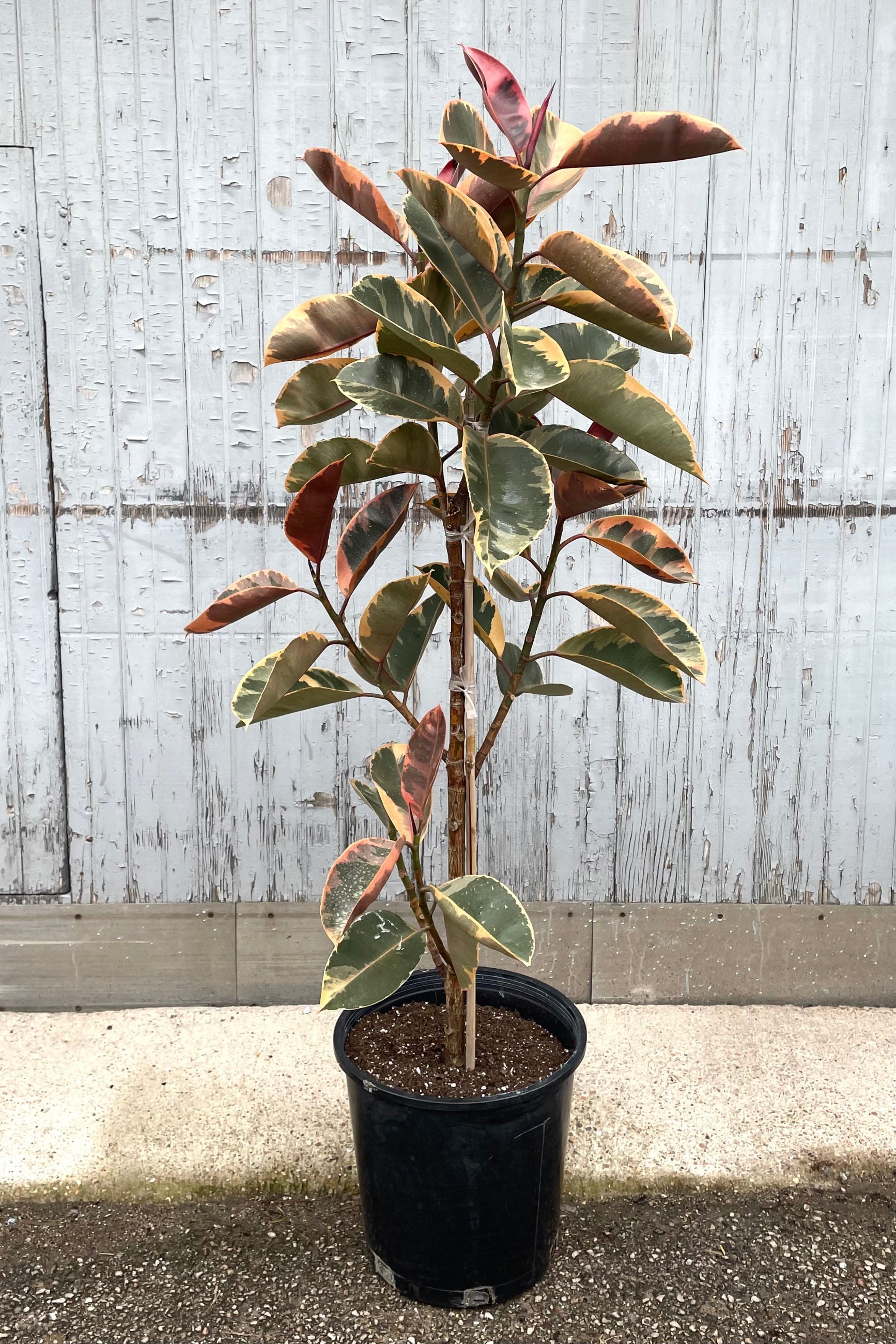 A character formed Ficus elastic 'Ruby' in a 14" growers pot at Sprout-home. 