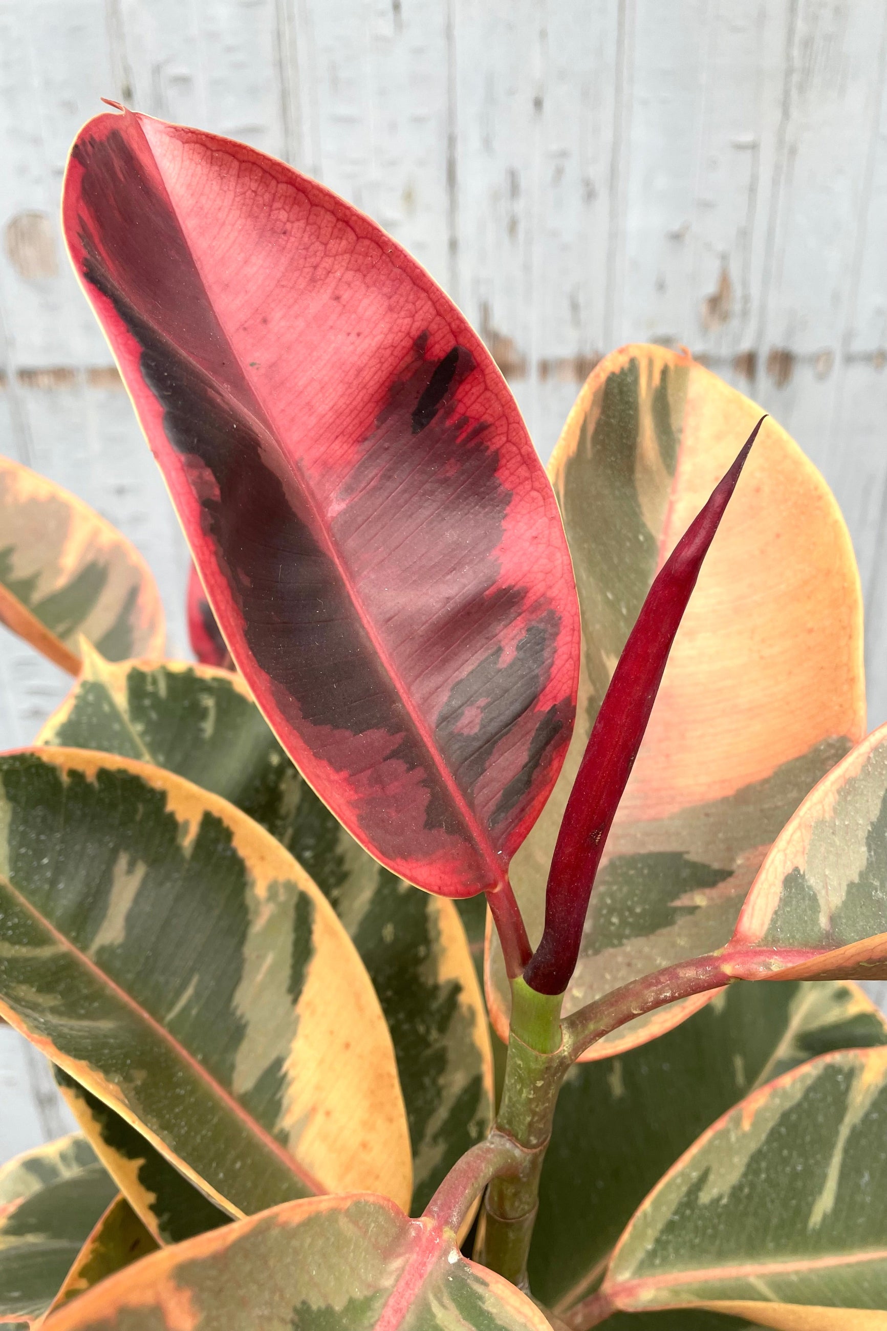 An up close picture of the bright variegated leaves of the Ficus elastica 'Ruby' at Sprout-home.