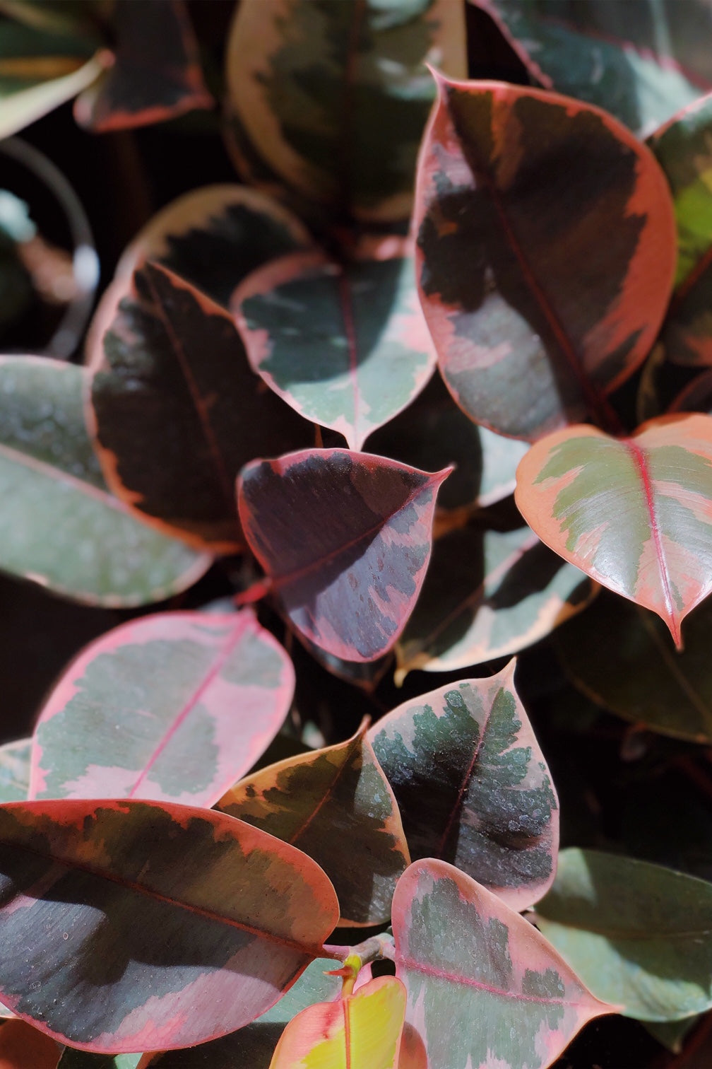 Ficus elastica 'Ruby' detail.