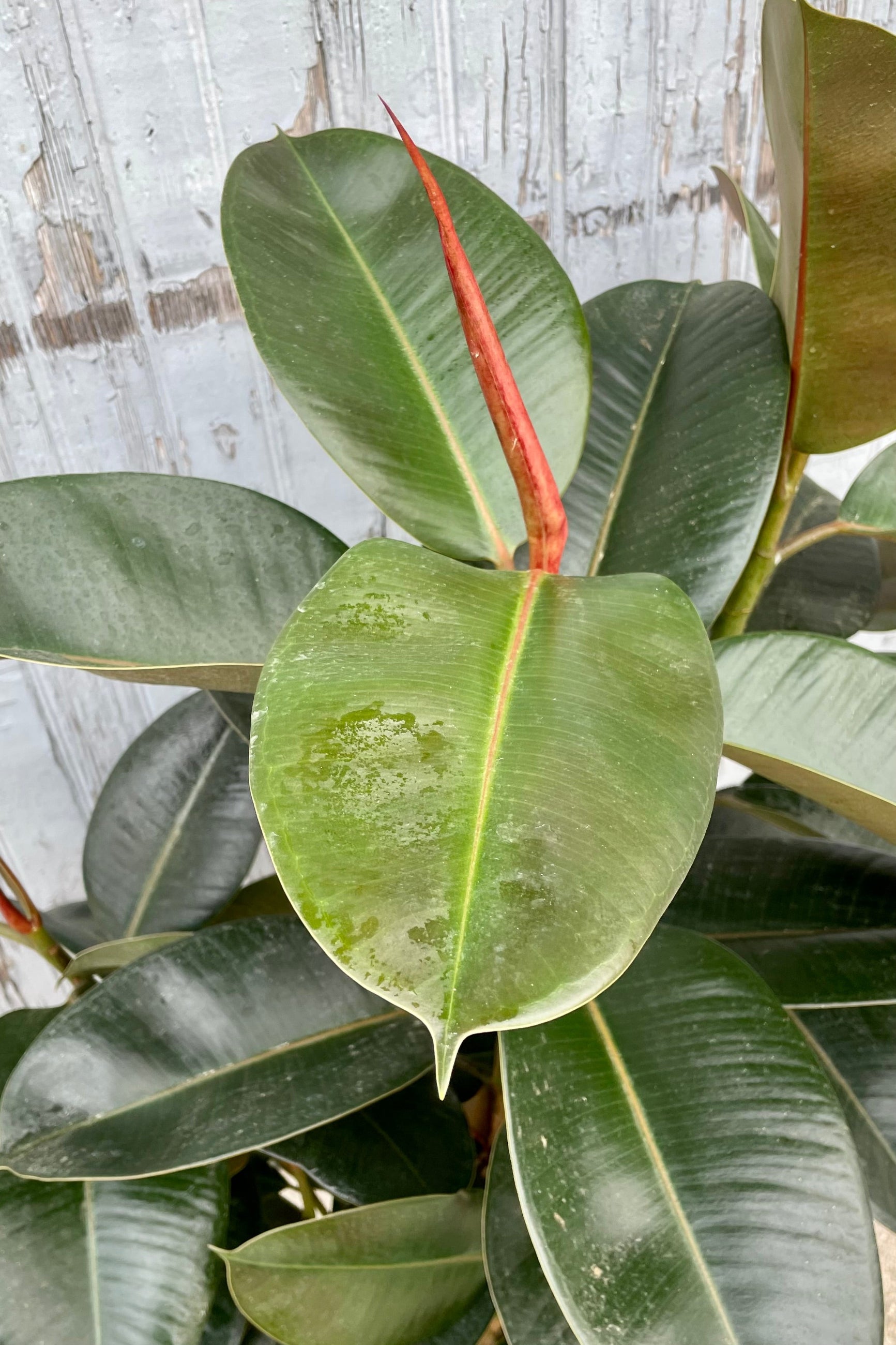 Up close picture of the Ficus elastic 'Robusta' leaves at Sprout-home.