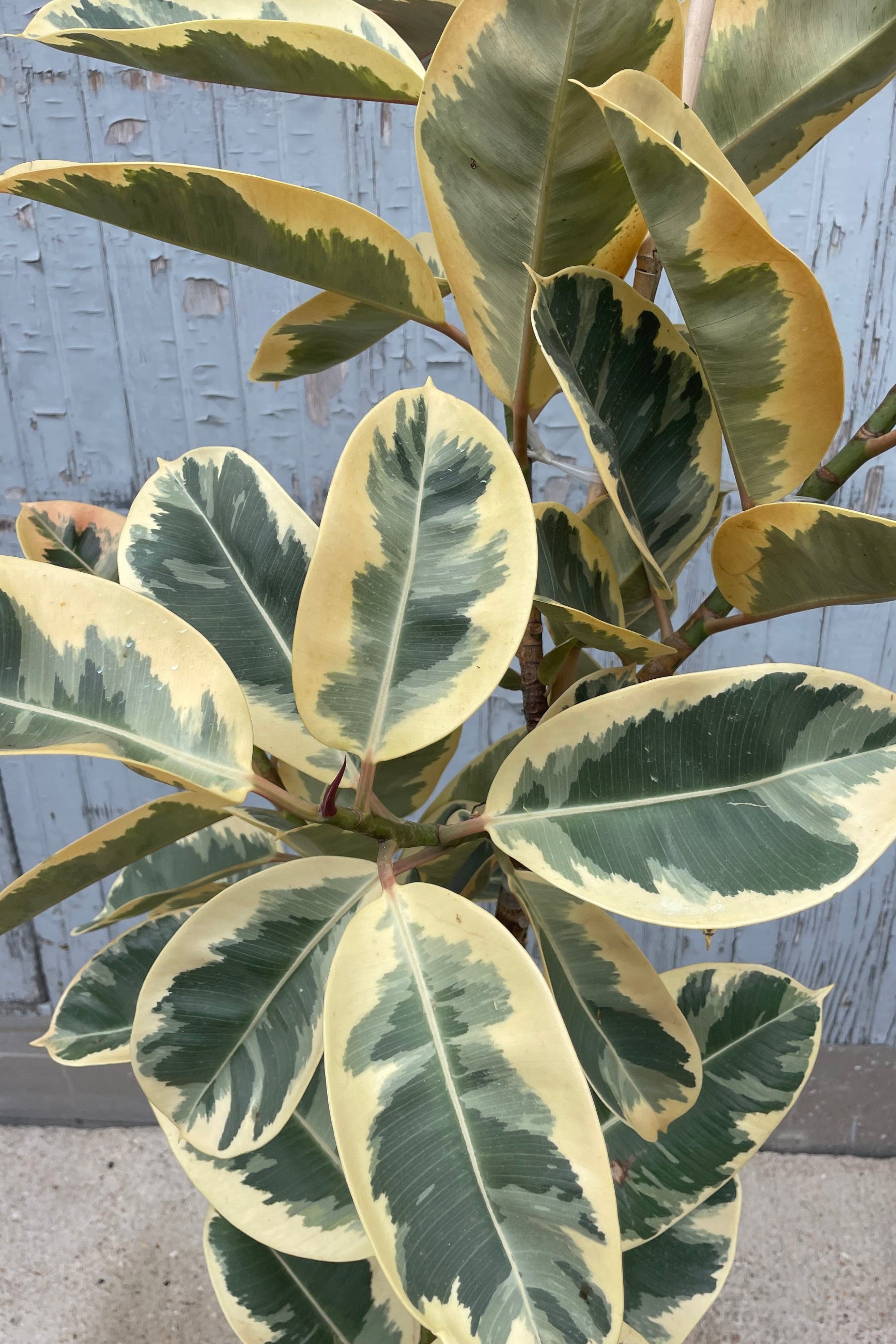 Close up photo of variegated leaves of Ficus elastica tieneke with cream, white, green leaves against a gray wall.