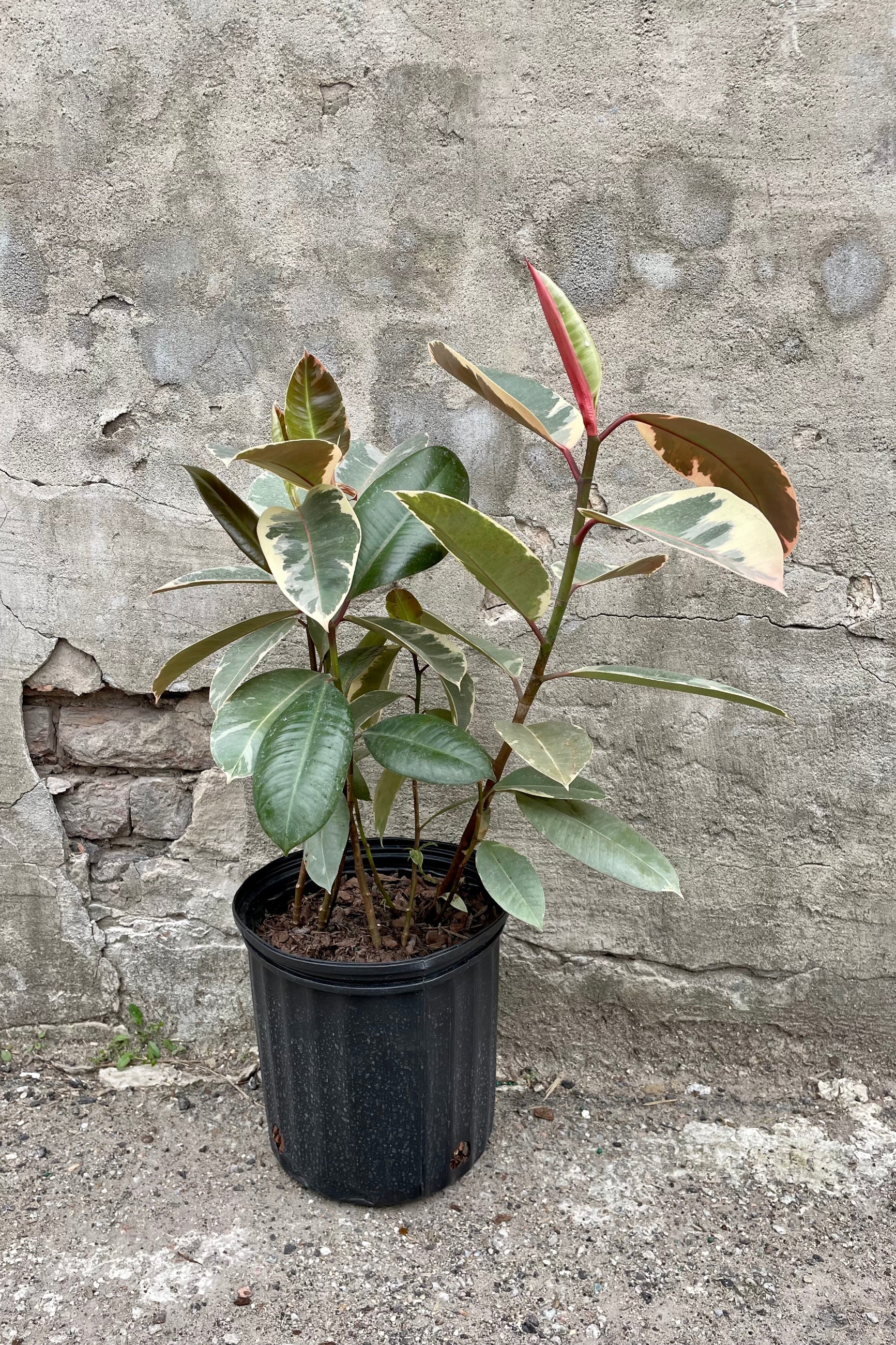 Ficus elastica 'Tineke' 8" with a black growers pot against a grey wall