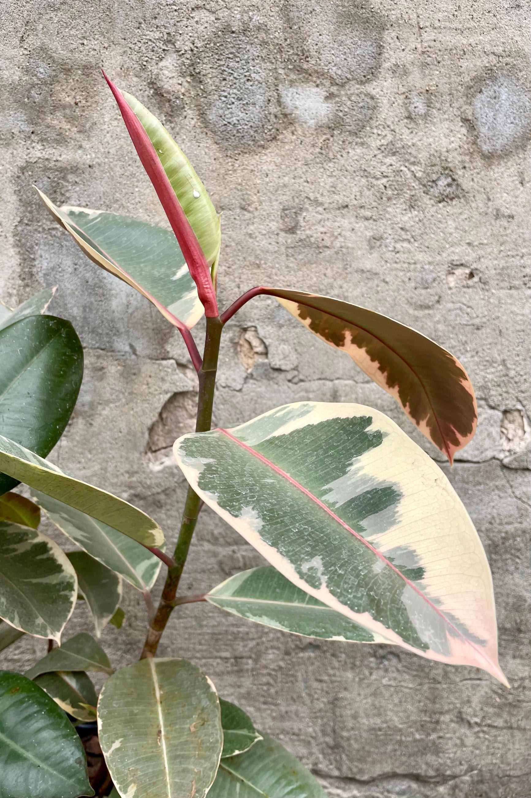 Detail of Ficus elastica 'Tineke' 8" against a grey wall