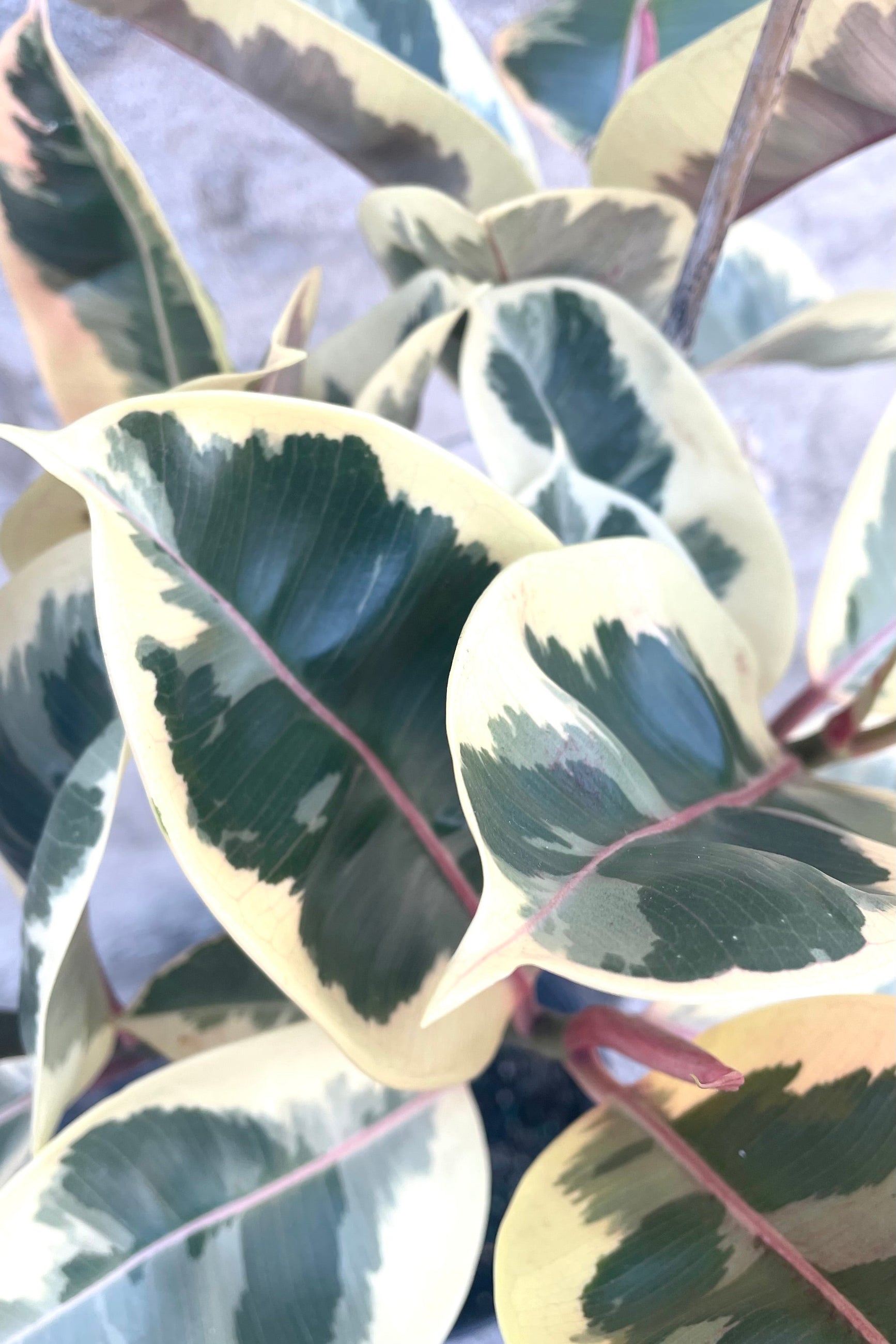 A detailed view of Ficus elastica 'Tineke' std. 10" 