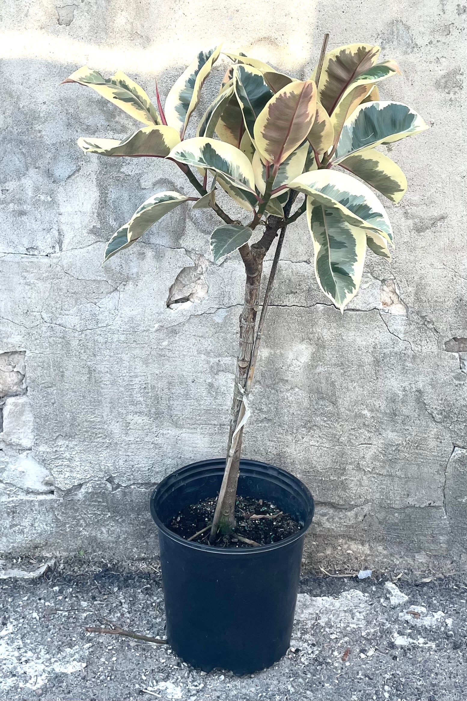 A full view of Ficus elastica 'Tineke' std. 10" in grow pot against concrete backdrop