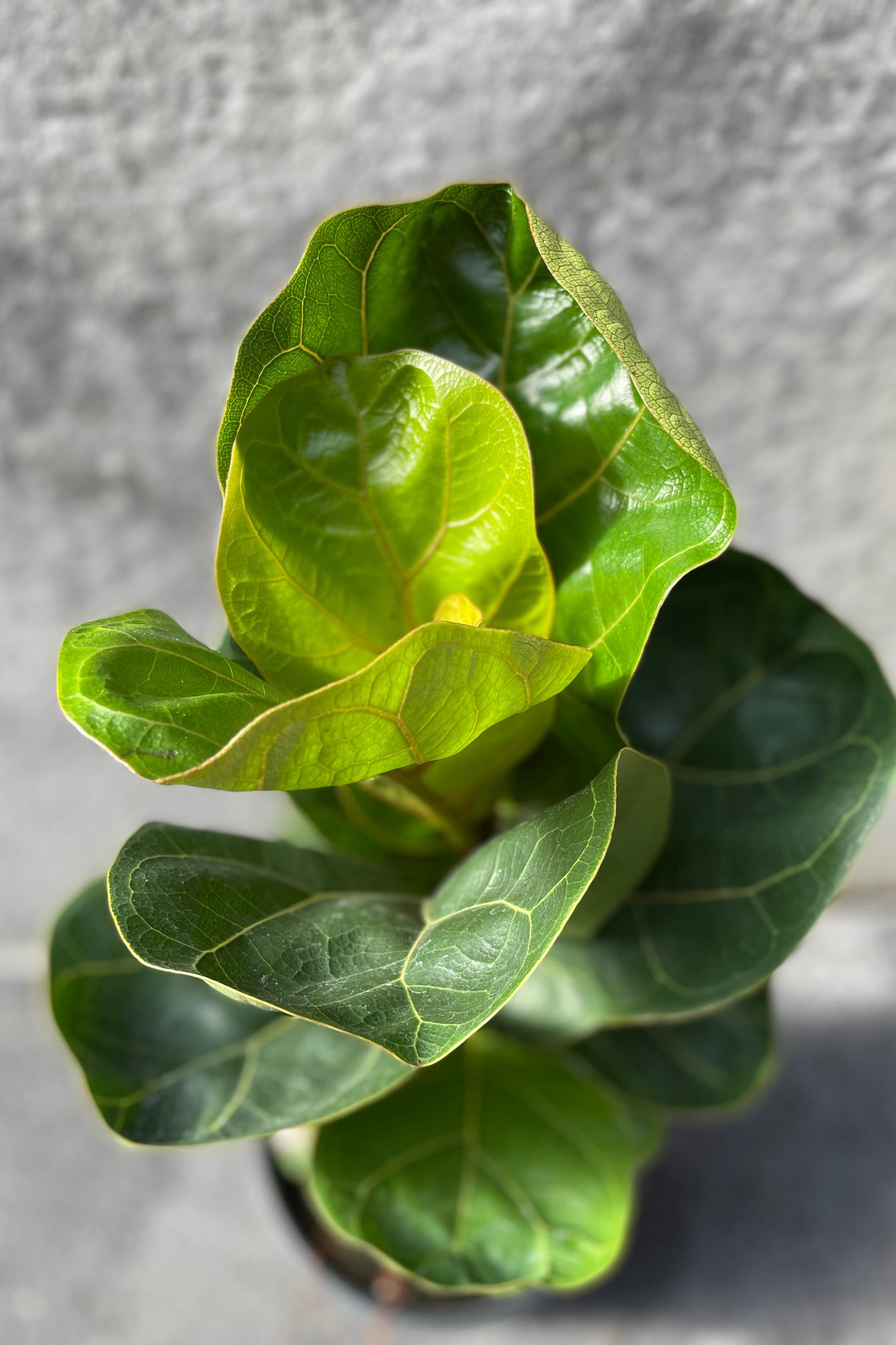 Close up of Ficus lyrata 'Little Fiddle' leaves