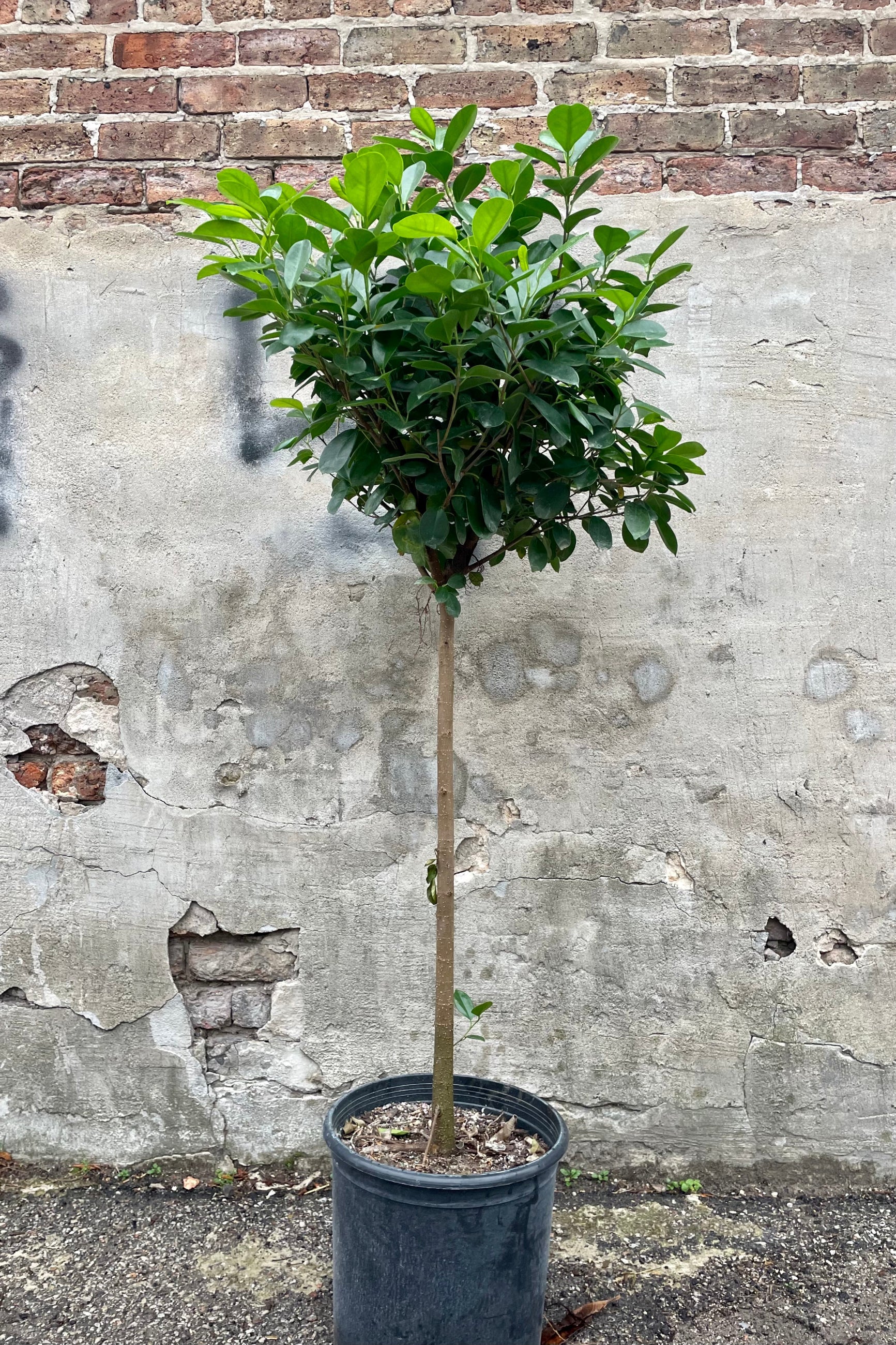 Photo of Ficus microcarpa Moclame tree with trunk and arbor against stone wall