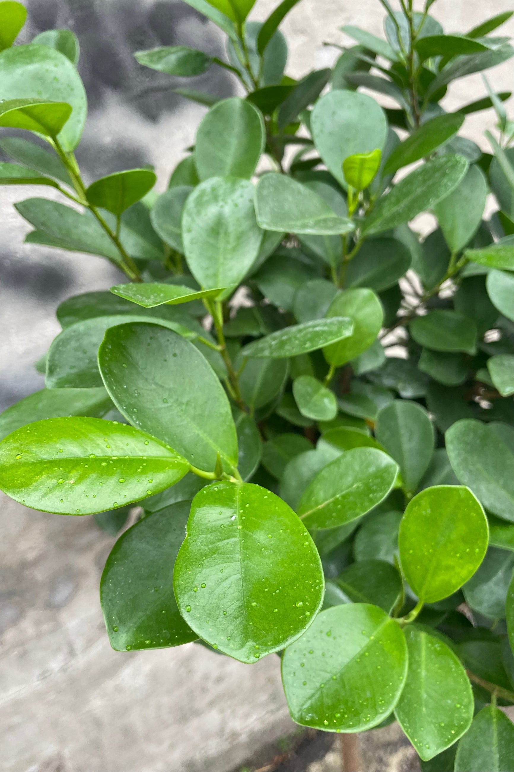 Close photo of glossy green leaves of Ficus microcarpa Moclame tree