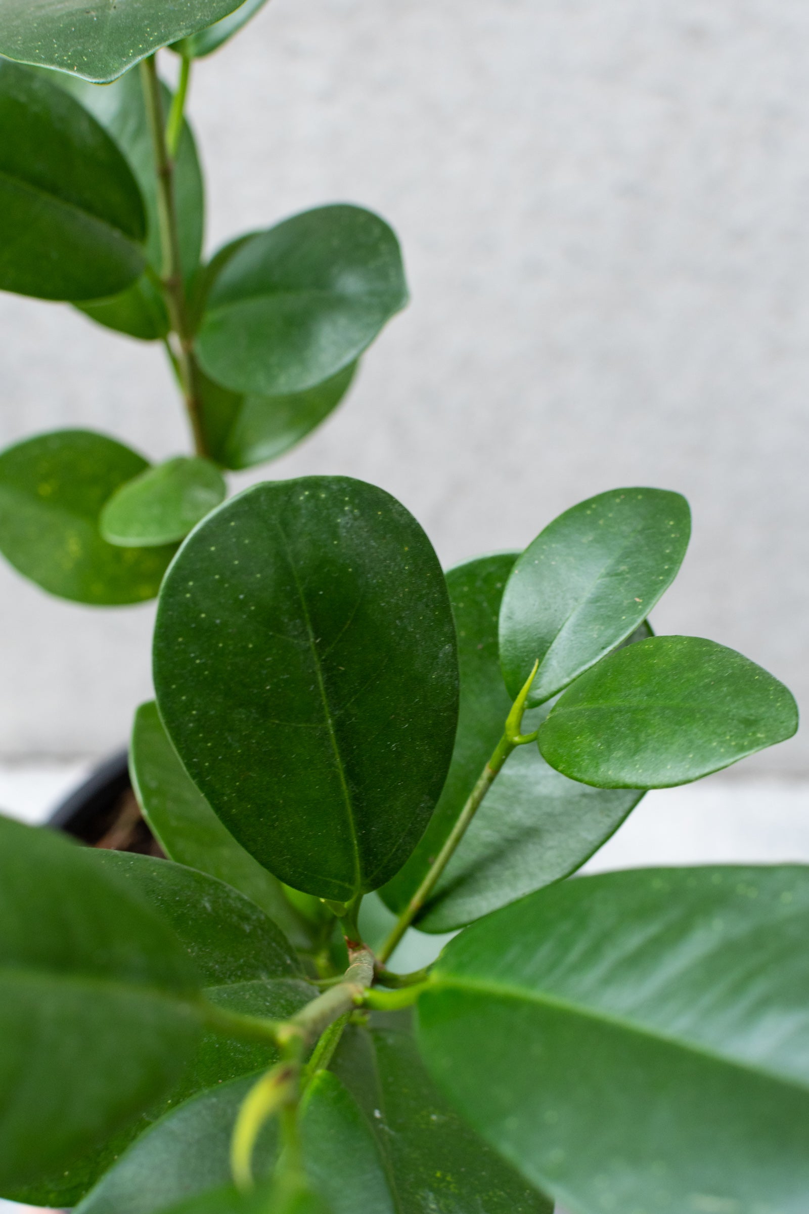 Ficus microcarpa "Moclame" detail picture of the leaves. 