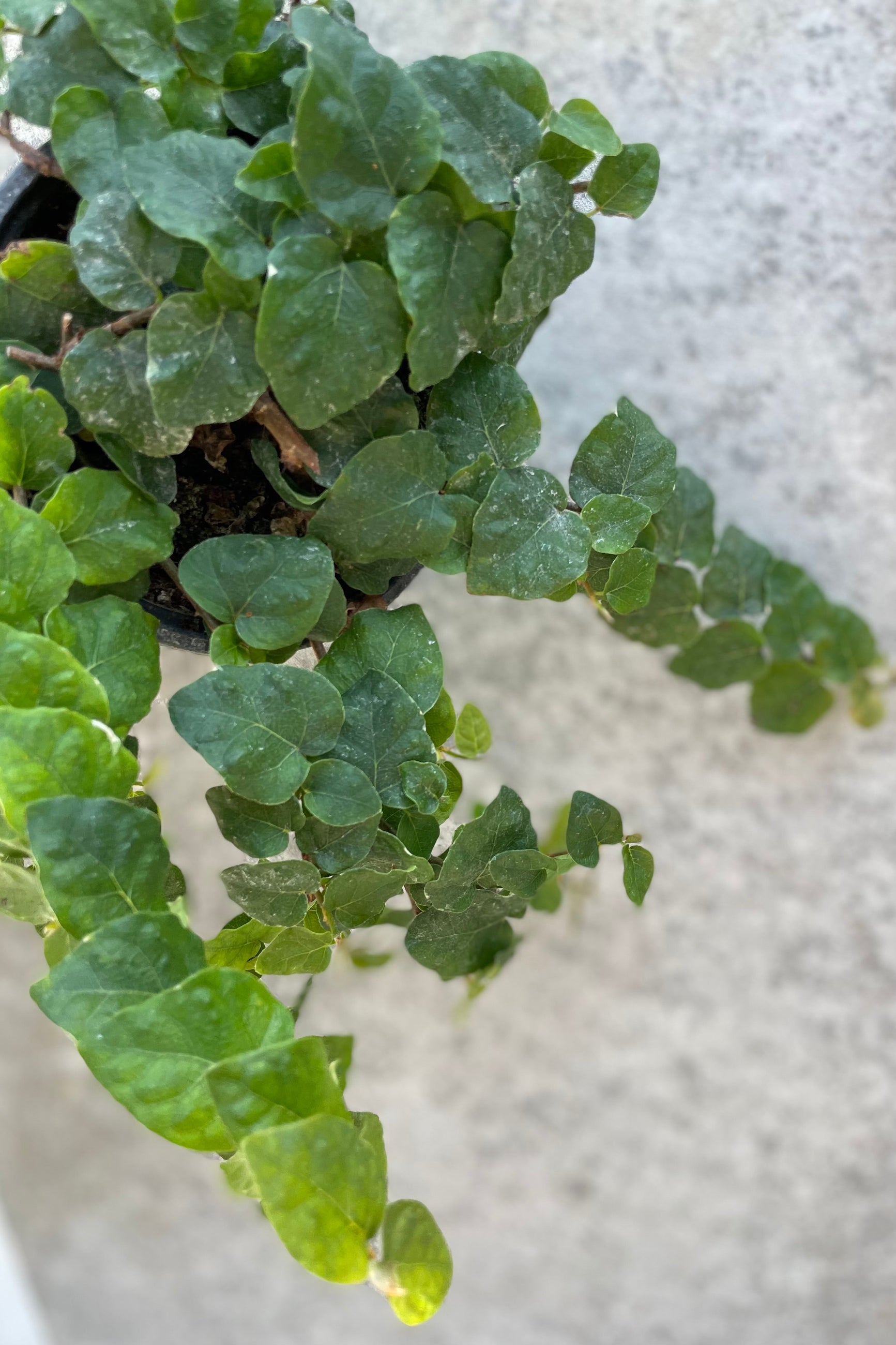 detail of Ficus pumila 4"green vining leaves  against a white wall