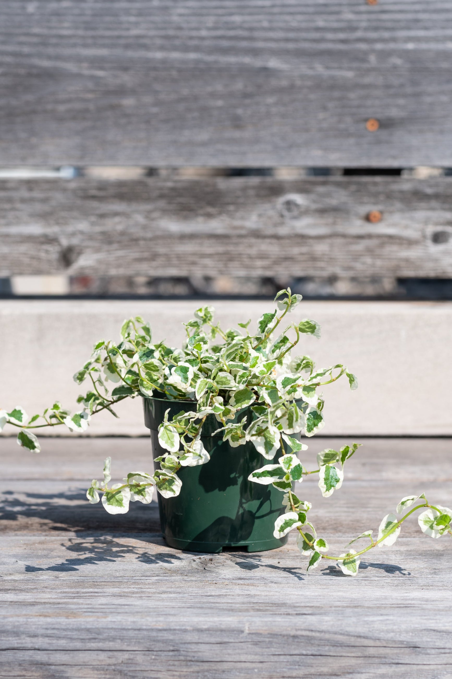 Ficus pumila, Variegated in grow pot in front of grey wood background
