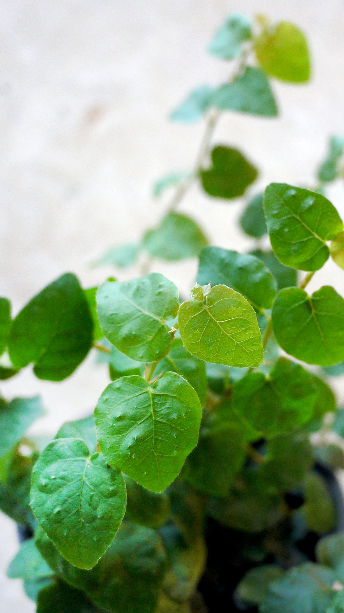 Creeping Fig up close.