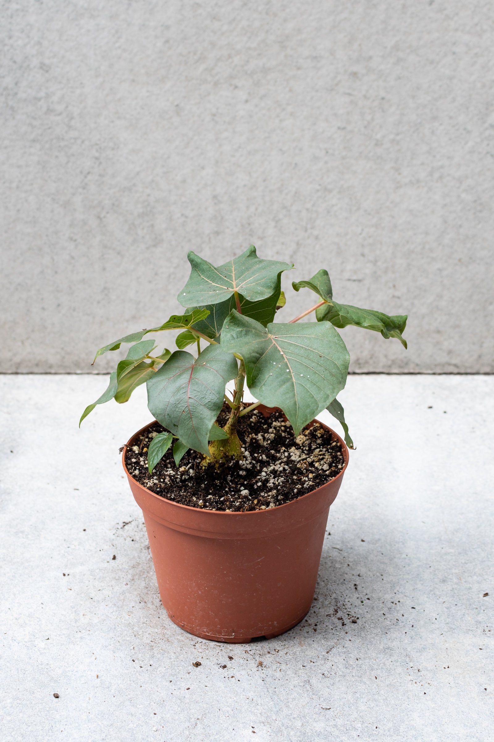 Ficus petiolaris in a 6 inch growers pot.