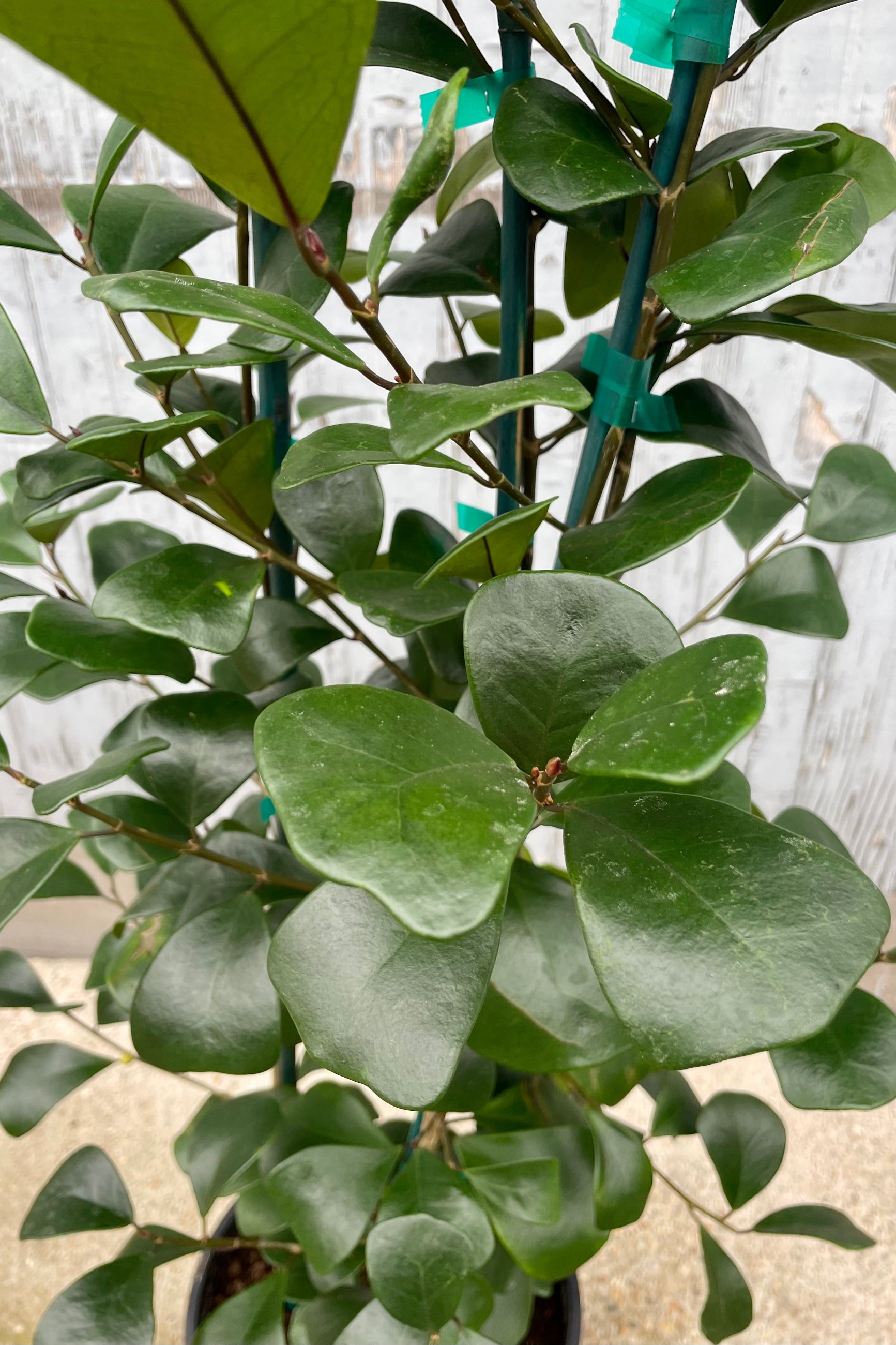 Close up photo of green leaves of Ficus triangularis against a gray wall.