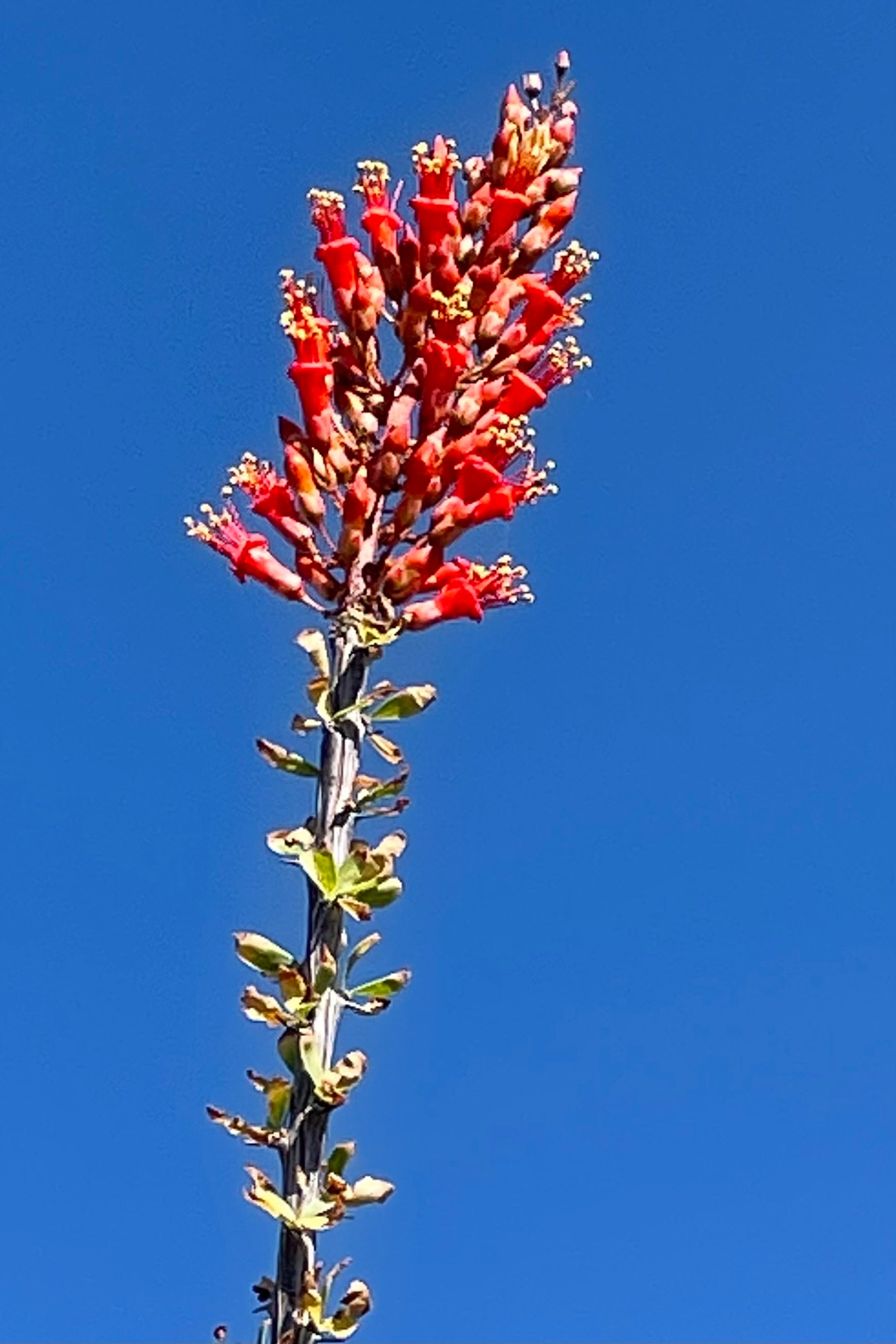 The bright red orange flower spike of the Fouquieria splendens 'Ocotillo' in bloom at Sprout-home mid June with the sky in the background.