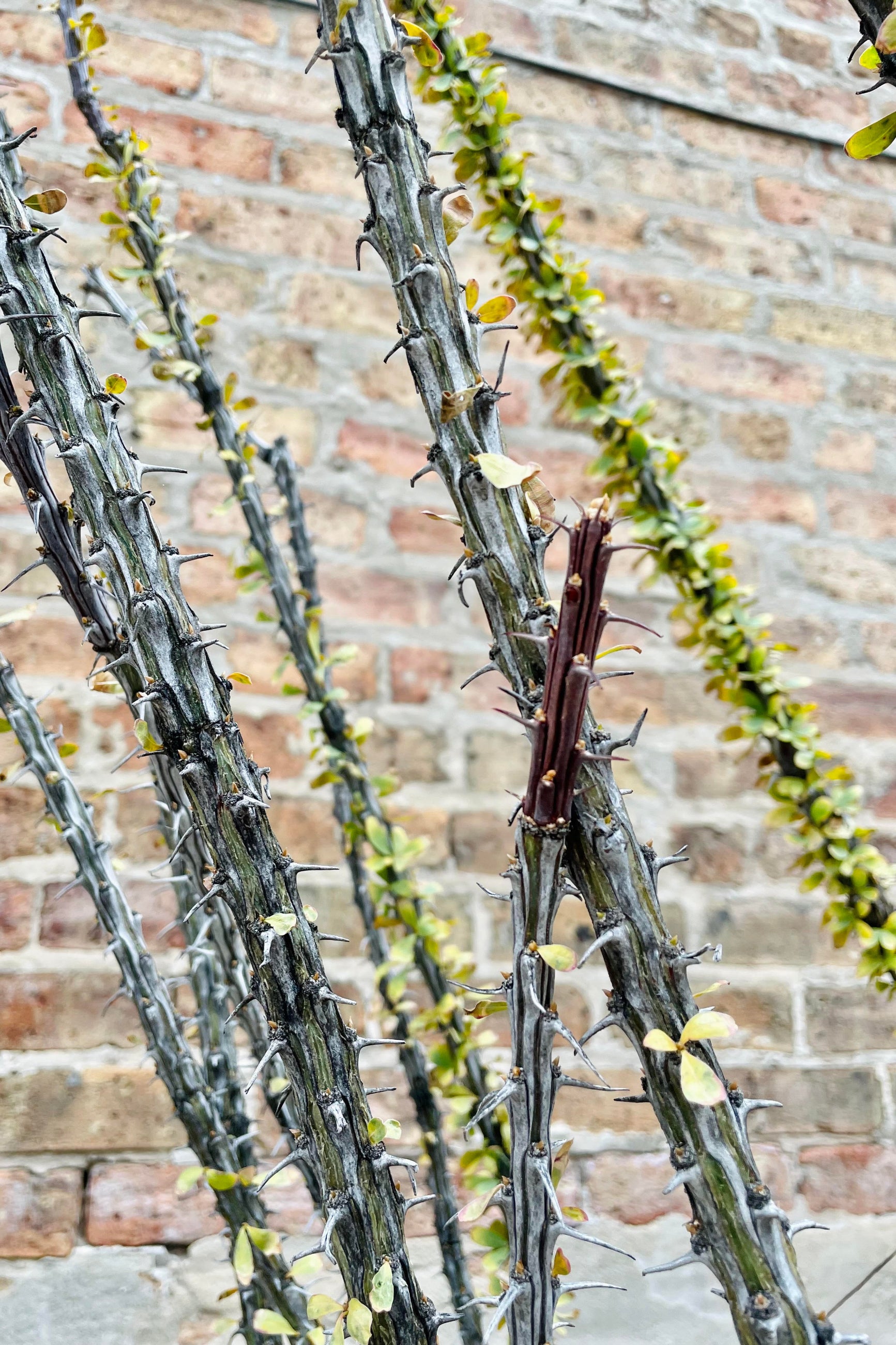 A detailed look at the Fouquieria splendens "Ocotillo"'s branches and foliage