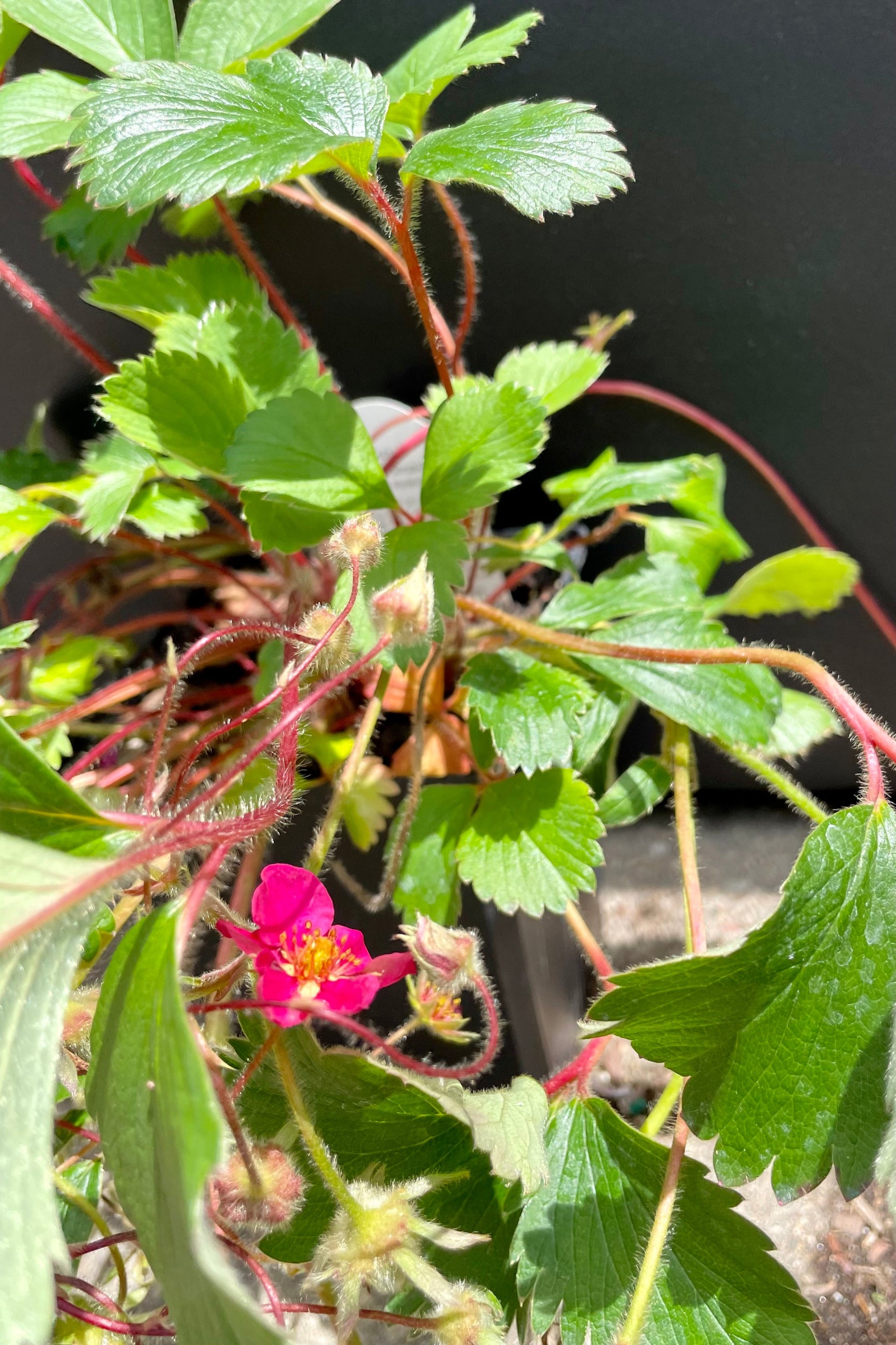 A detail photo of Fragaria 'Lipstick', ornamental strawberry plant in bloom showing the fuchsia flower towards the end of May at Sprout-home ©Sprout Home
