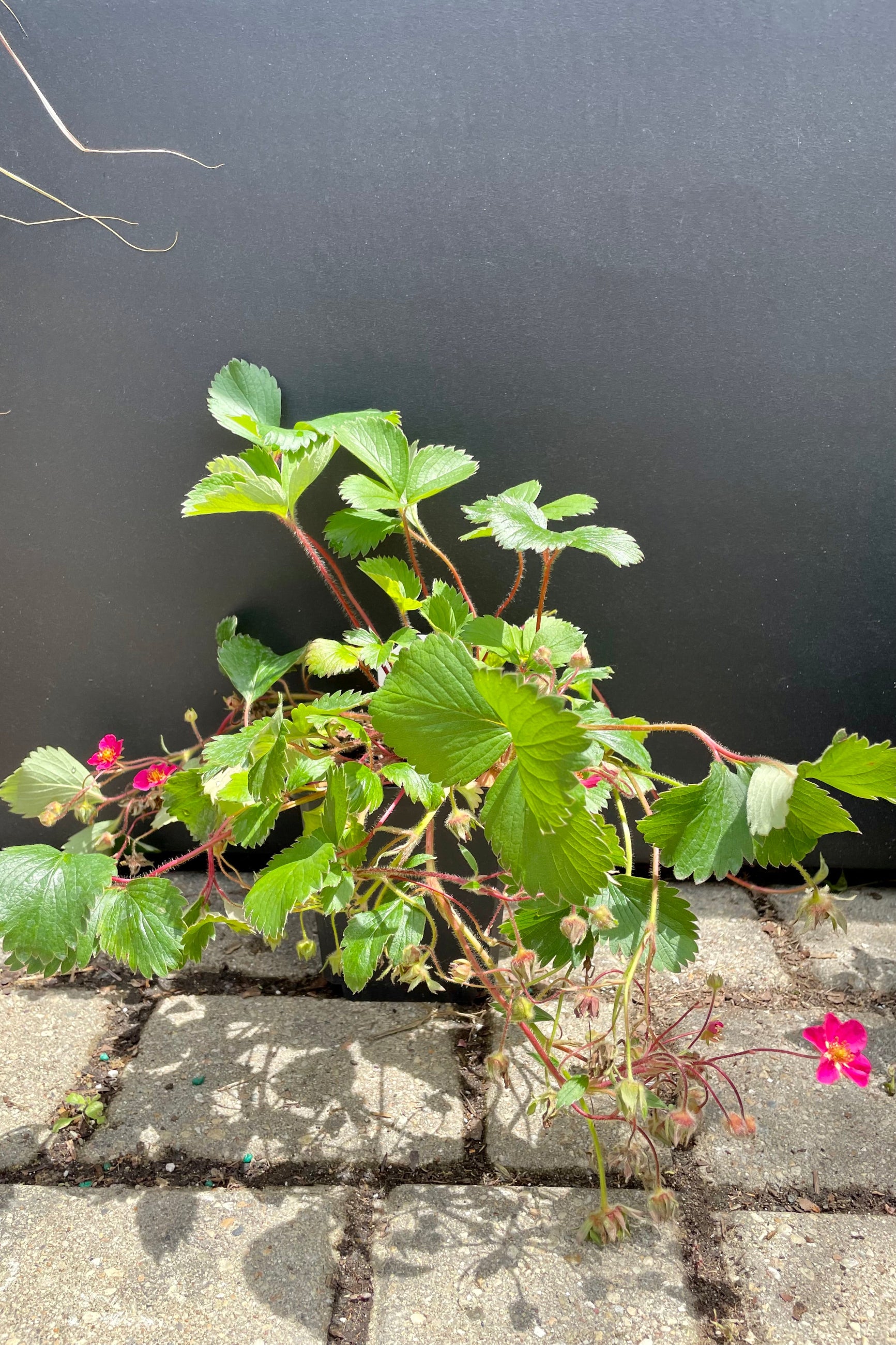 4" container size of the Fragaria 'Lipstick', ornamental strawberry plant in bloom with fuchsia flowers against a gray wall the end of May at Sprout-home.  ©Sprout Home