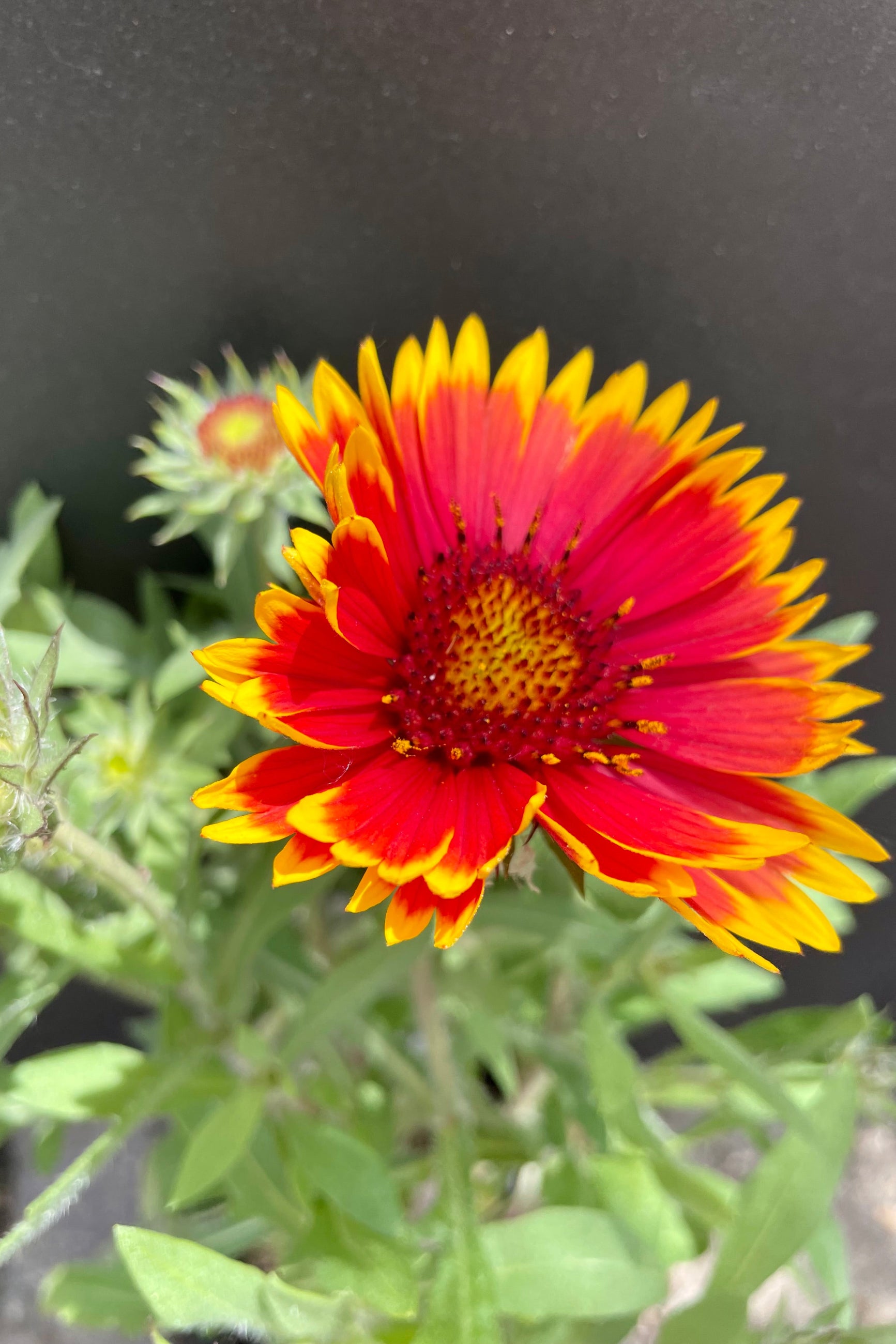 The red flower with yellow margins of the Gaillardia 'Goblin' in full bloom the end of May against a black background at Sprout-home.  ©Sprout Home