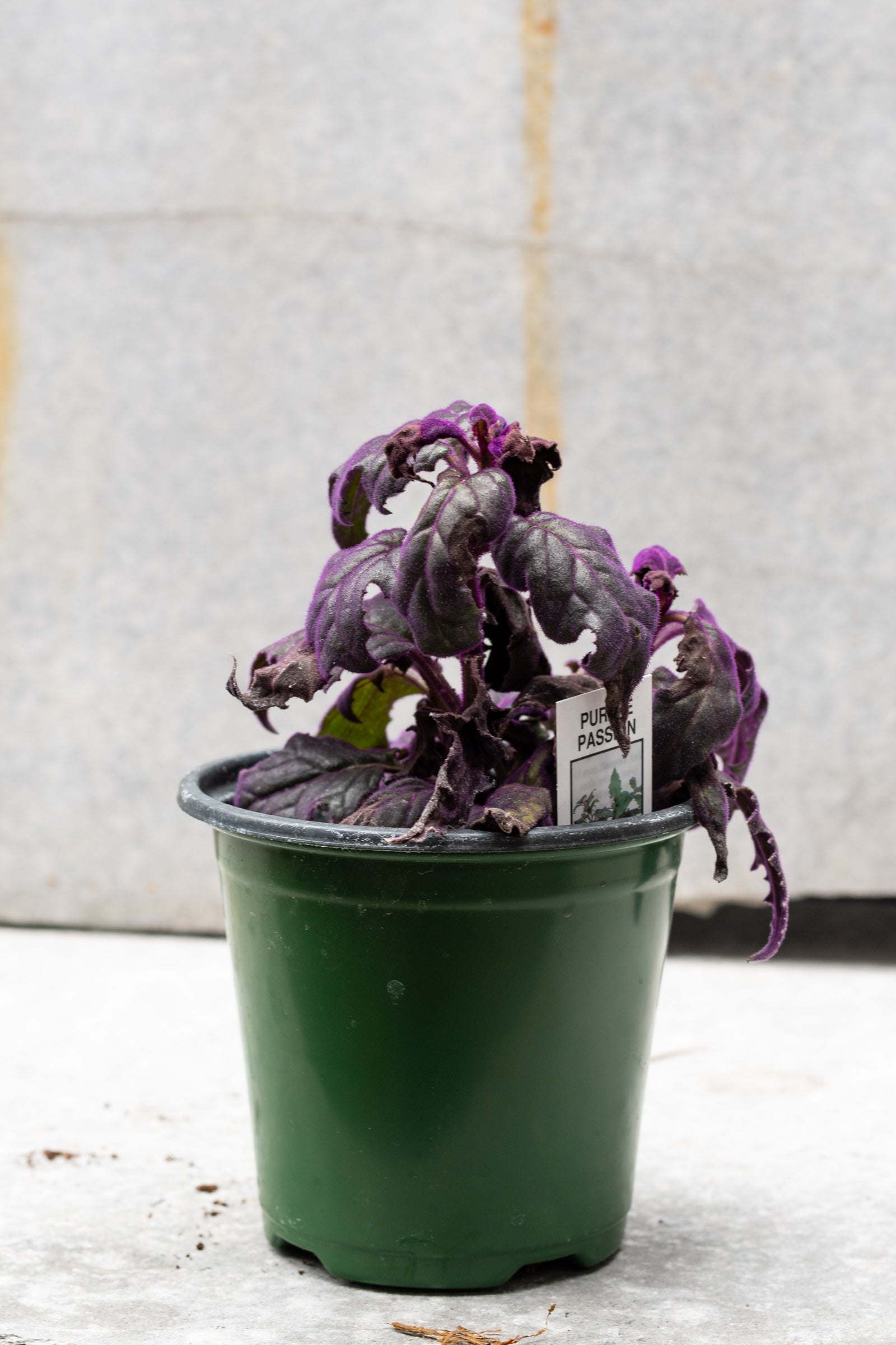 Gynura aurantiaca "Purple Passion" 4"