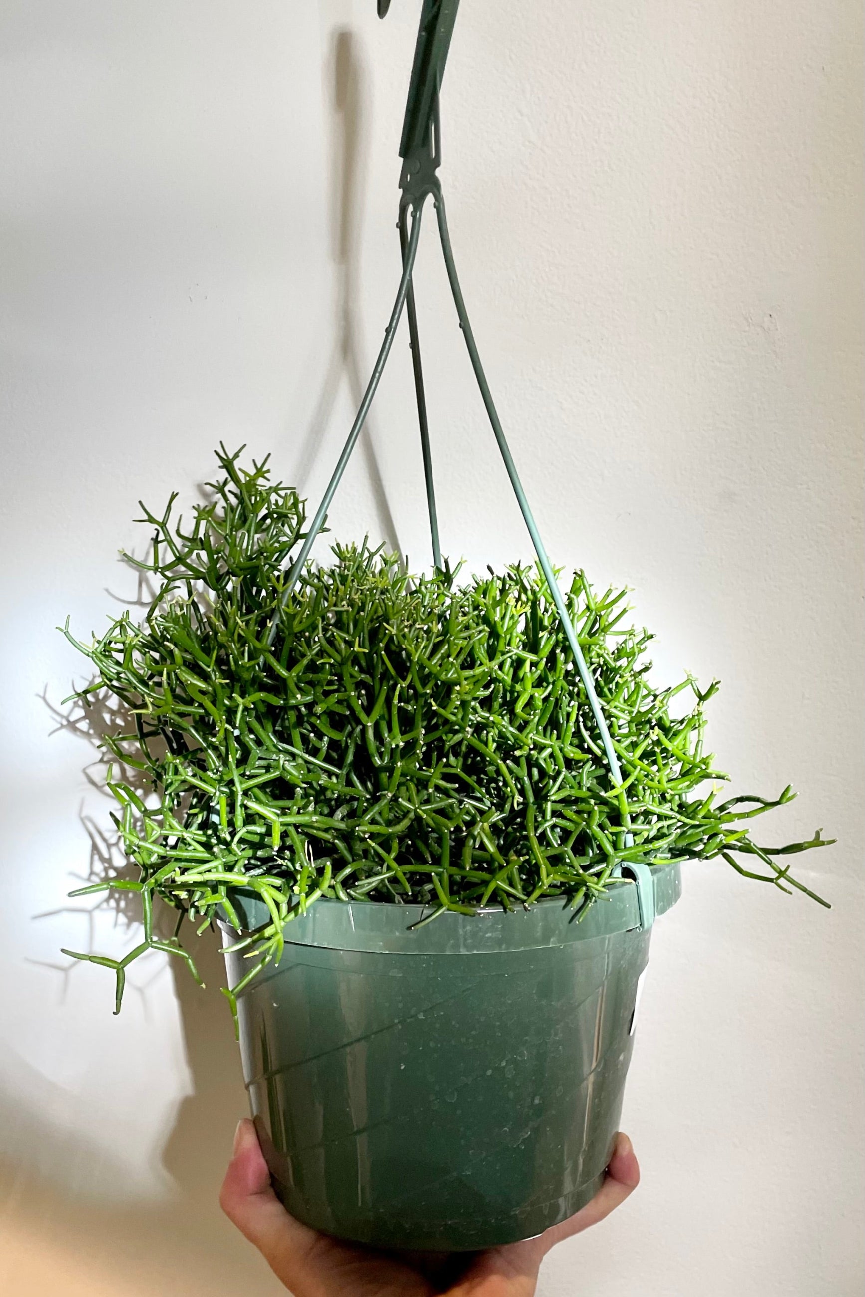 The Hatiora cylindrica in an 8" growers pot against a white wall. 