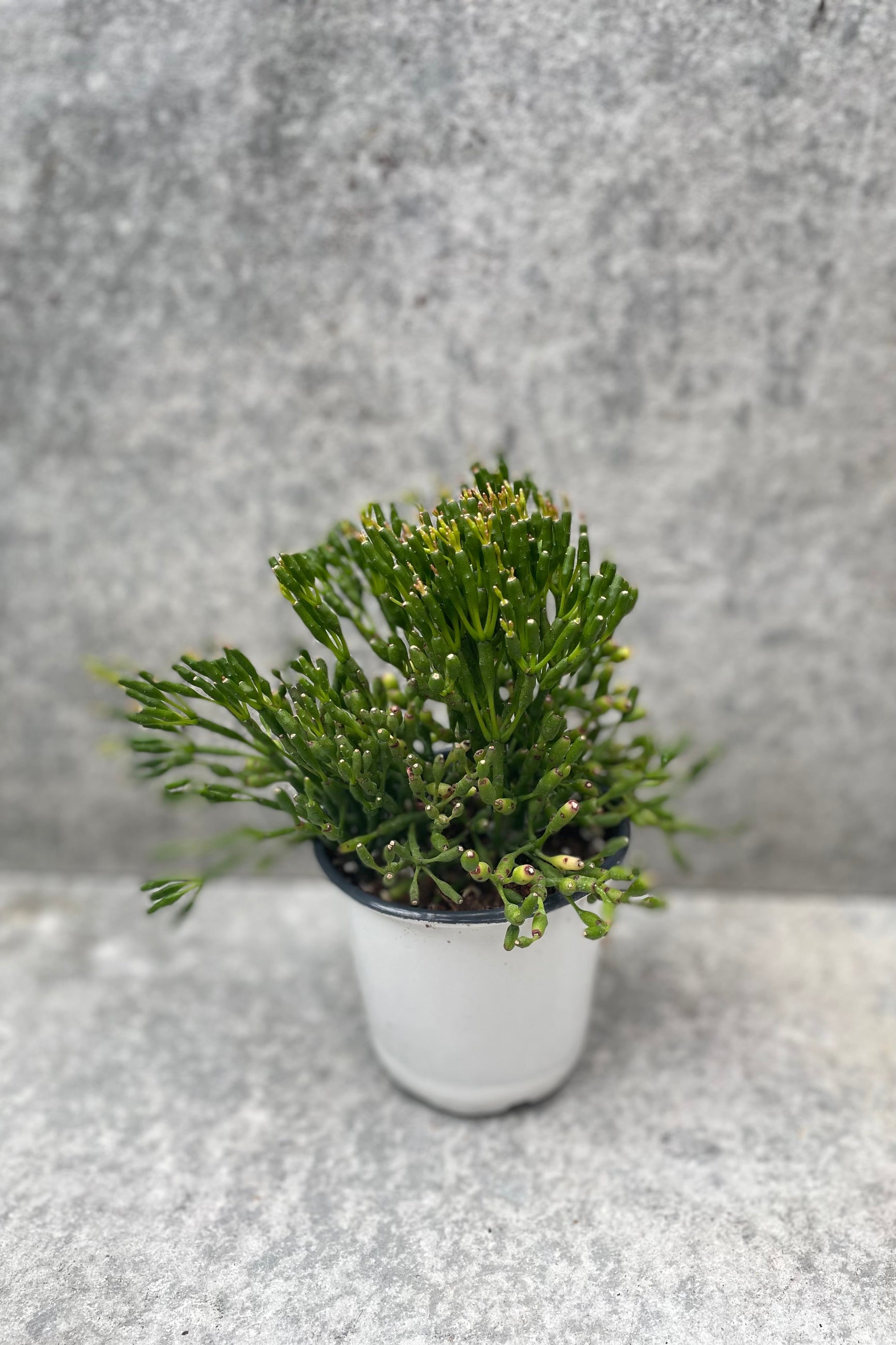 Hatiora salicornioides in a 4" pot against a grey wall. 