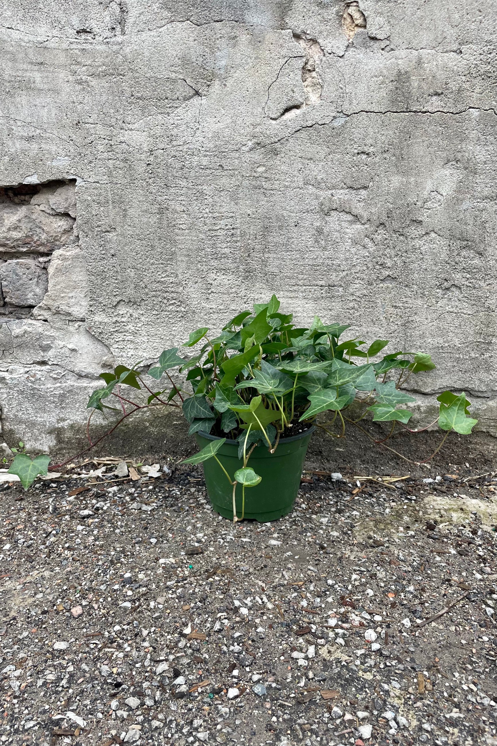 Hedera helix "English Ivy" 6" green growers pot with green english ivy leaves against a grey wall ©Sprout Home