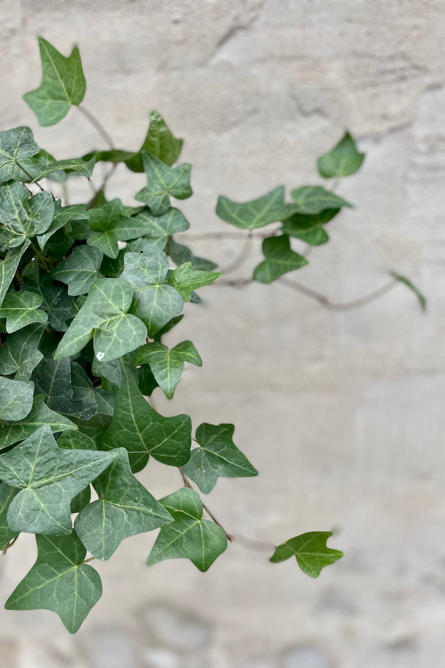 Hedera helix "English Ivy" 6" detail of green english ivy leaves against a grey wall ©Sprout Home