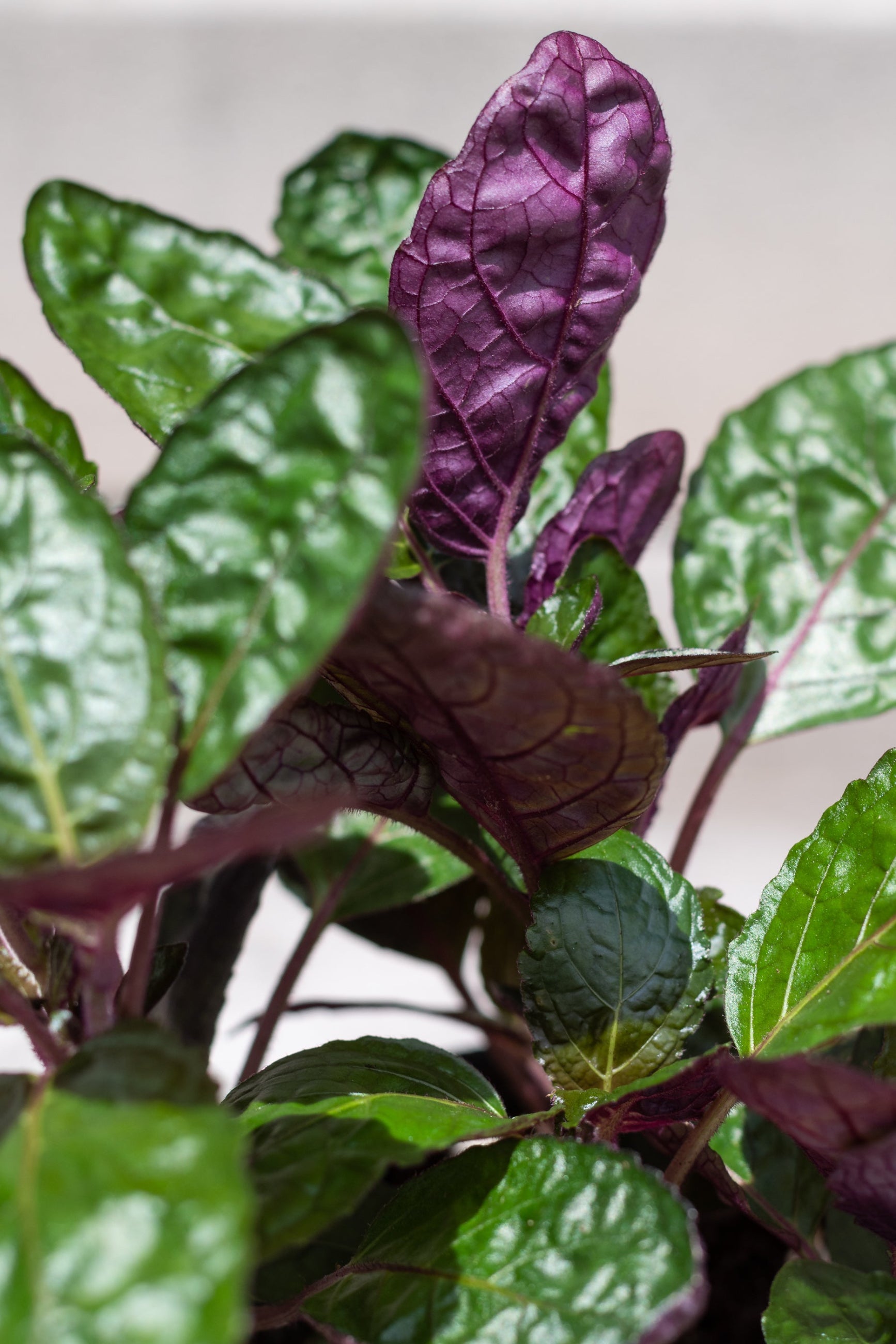 Close up of Hemigraphis alternata "Purple Waffle Plant" foliage