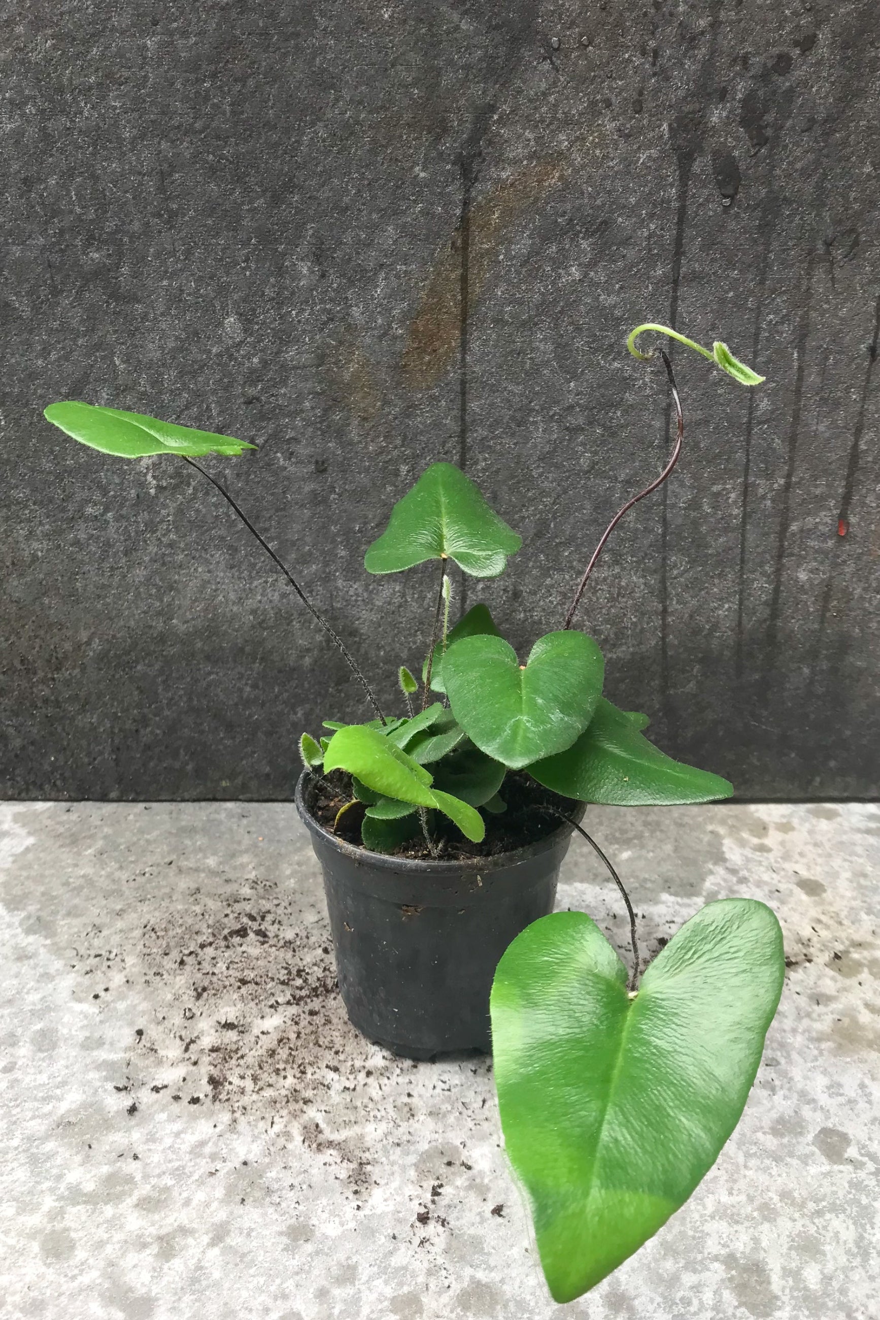 Photo of a plant with green, heart-shaped leaves in a black pot shown in front of a gray wall. The plant is hemionitus arifolia. ©Sprout Home