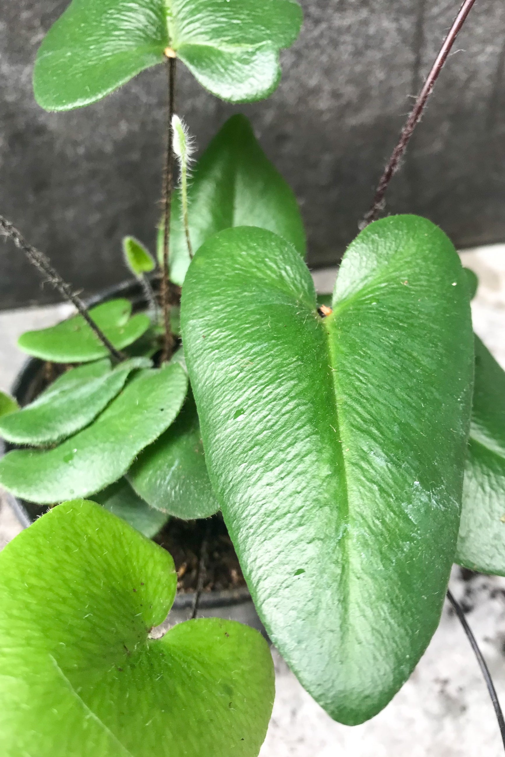 A close photo of a heart shaped green leaf on a black stem in front of a gray wall. Hemionitus arifolia Heart Fern Houseplant. ©Sprout Home